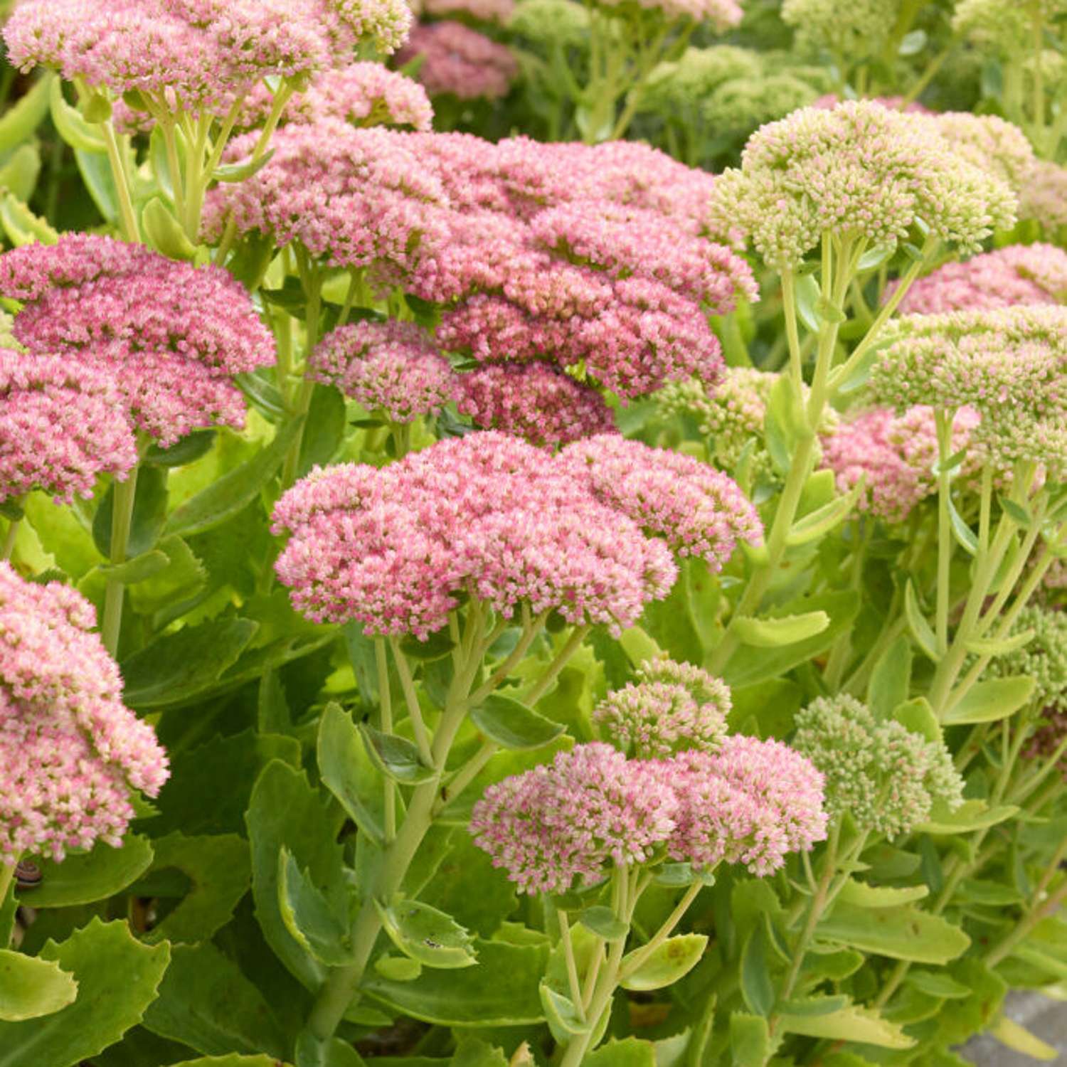 Sankthansurt 'Herbstfreude' (Sedum)