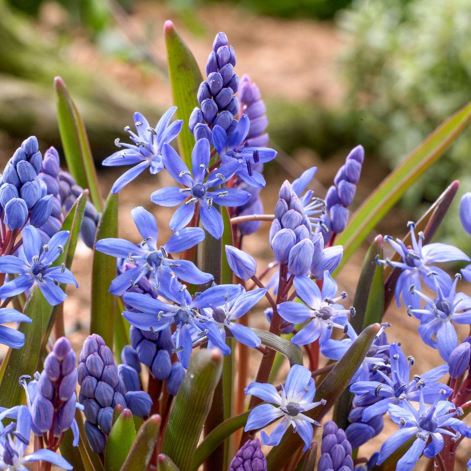 Scilla Bifolia, blå