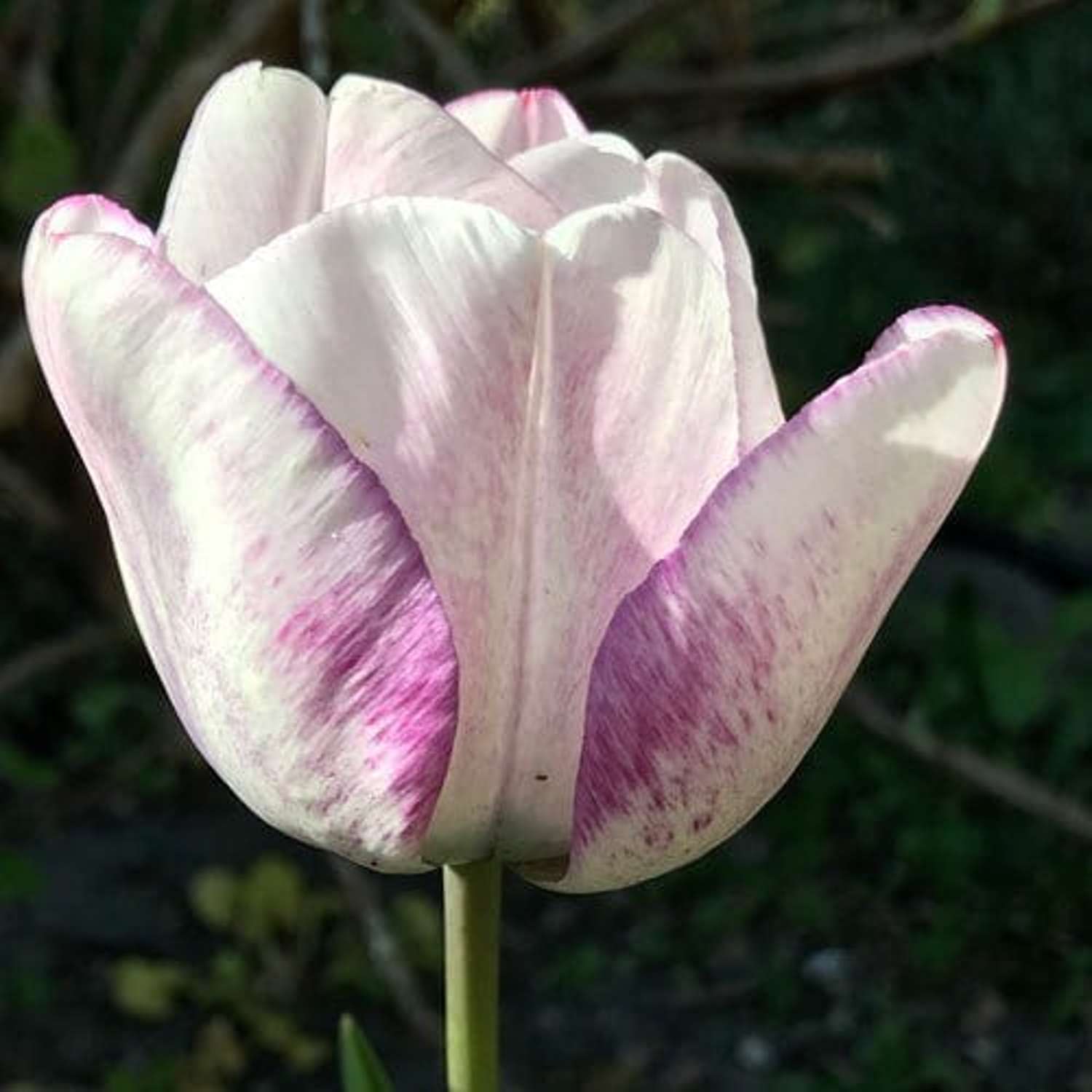 Tulipan 'Shirley'