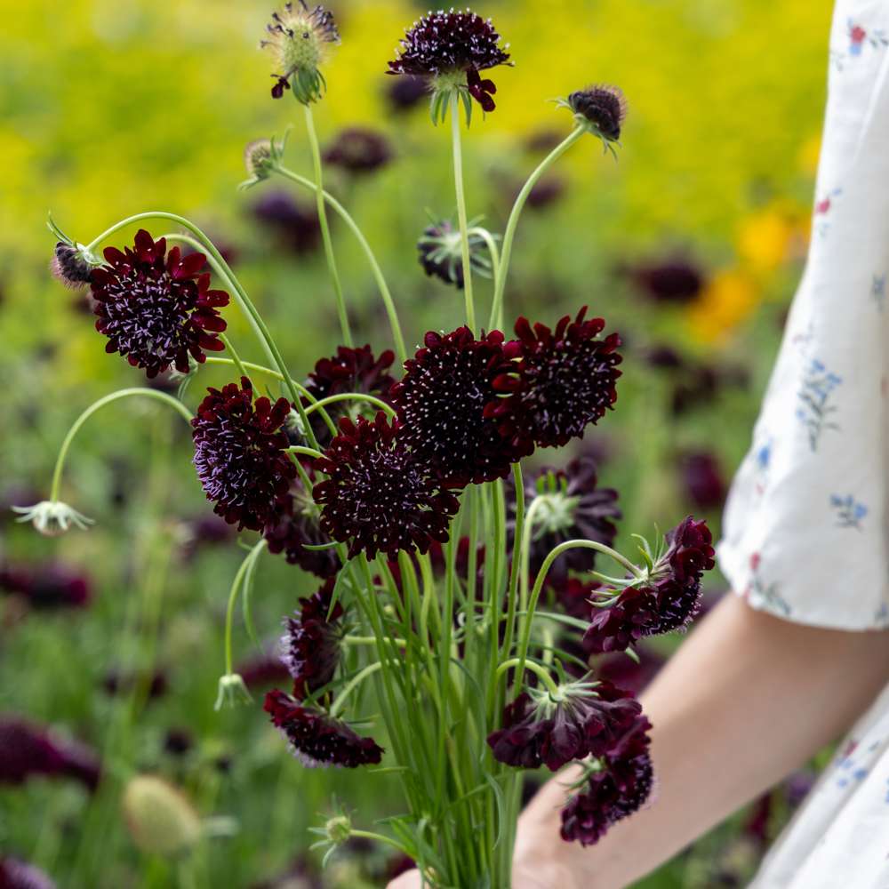 Skabiose 'Black Knight Normal' (frø)