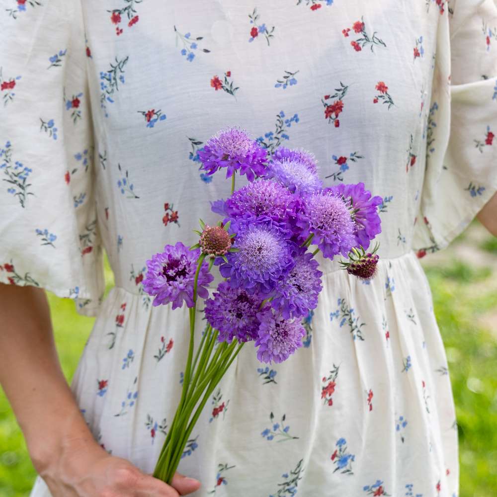 Skabiose 'Oxford Blue Normal' (frø)