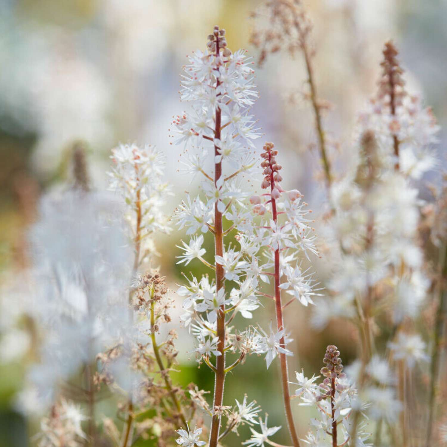 Skumblomst (Tiarella cordifolia)