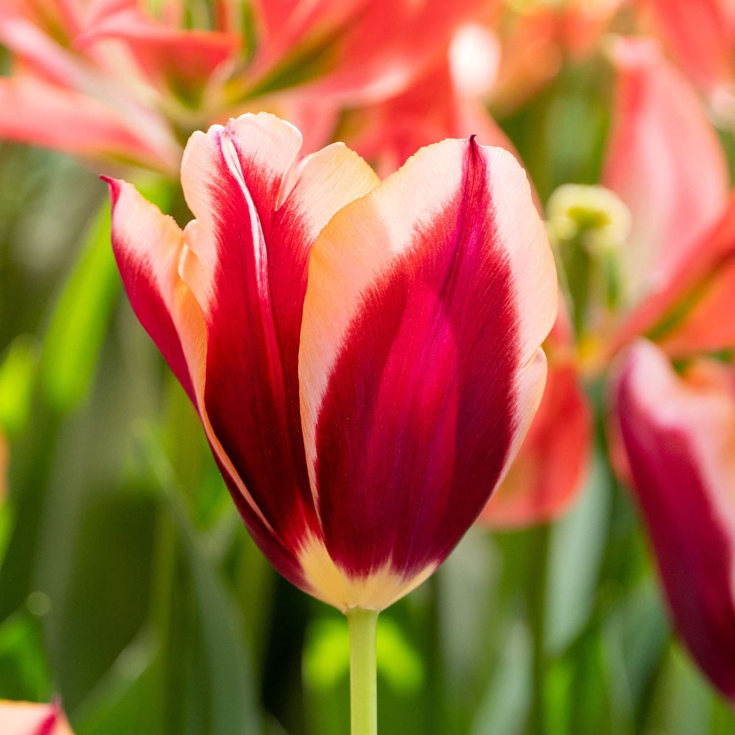 Tulipan 'Slawa'