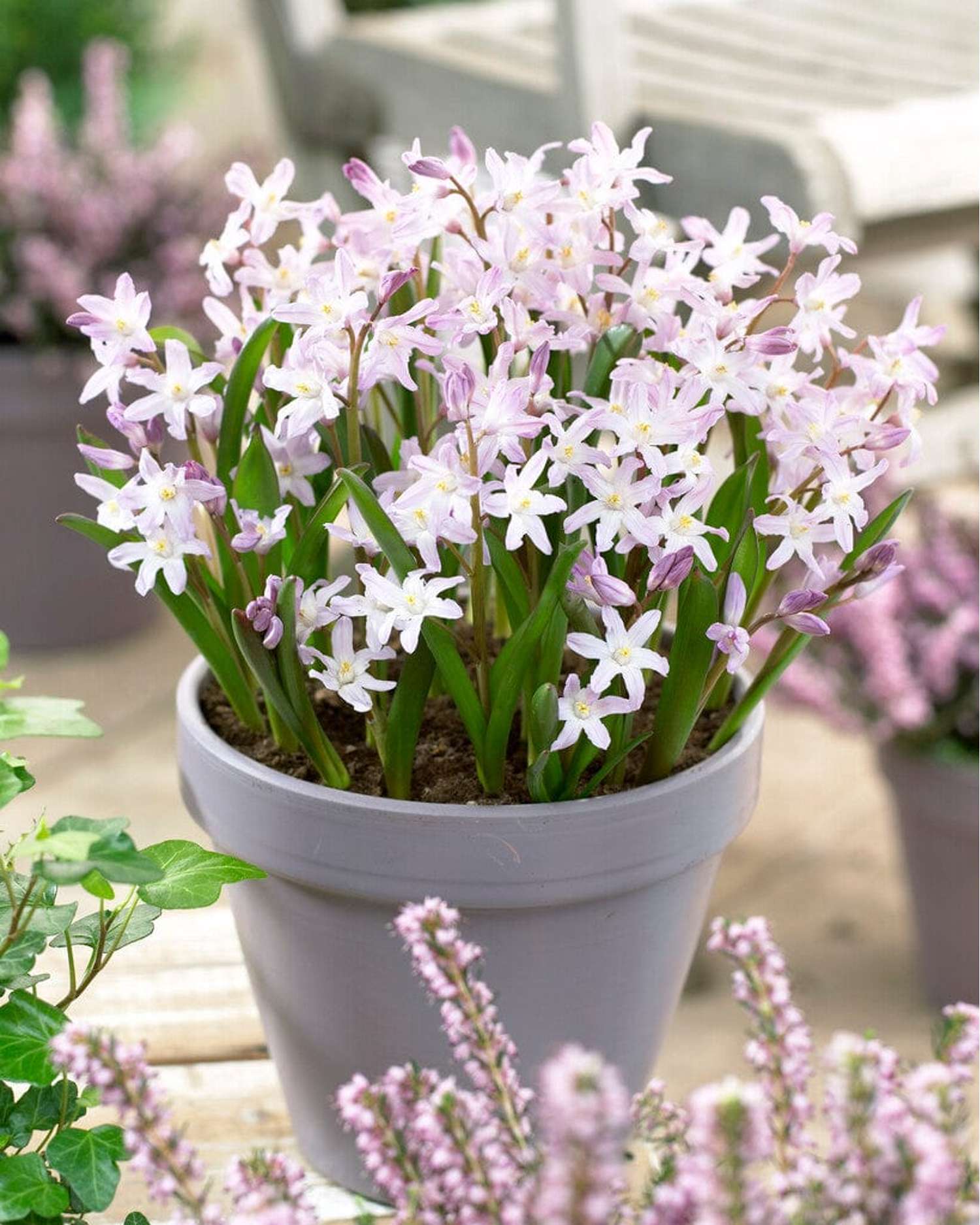 Snepryd, Chionodoxa forbesii Pink Giant