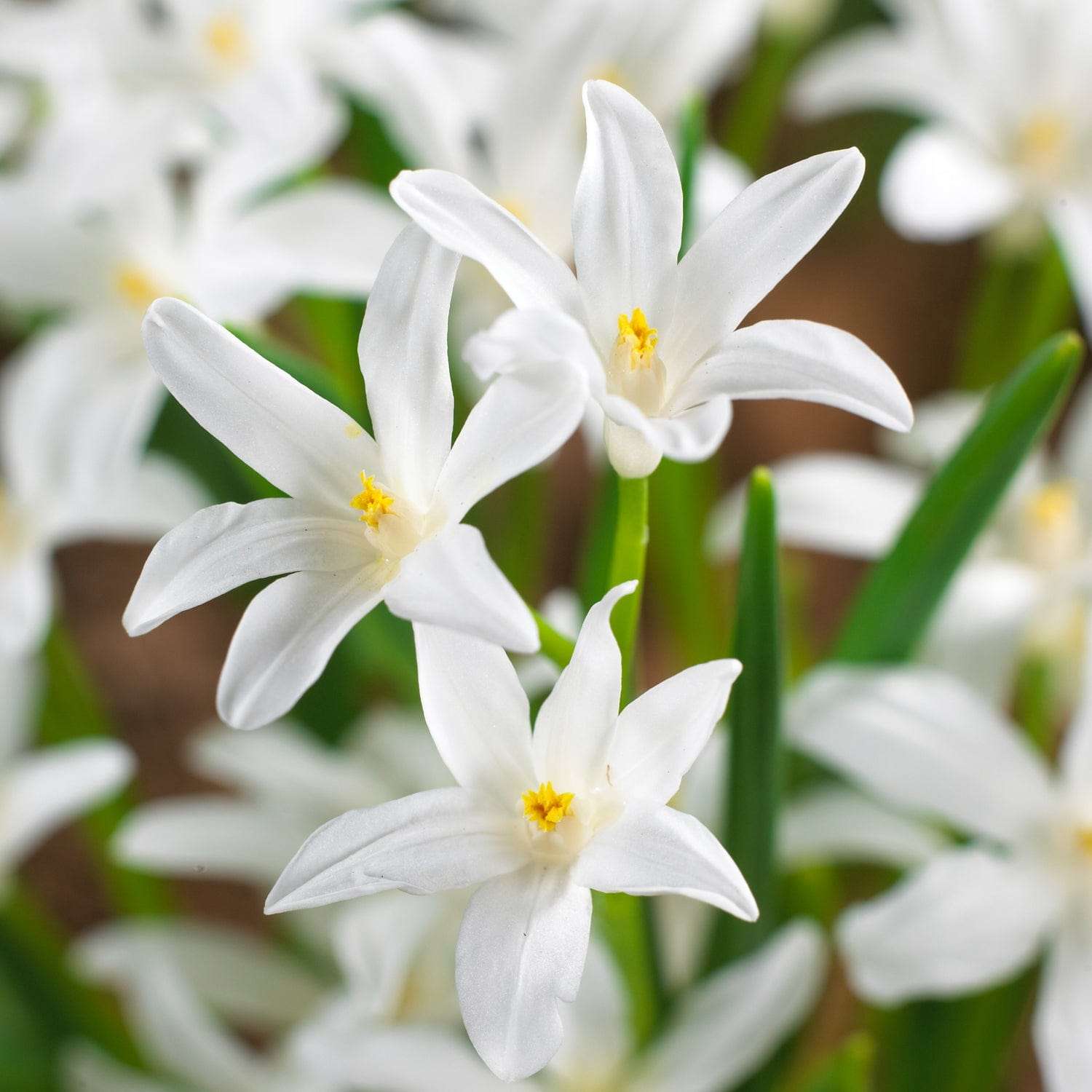 Snepryd luciliae 'Alba'