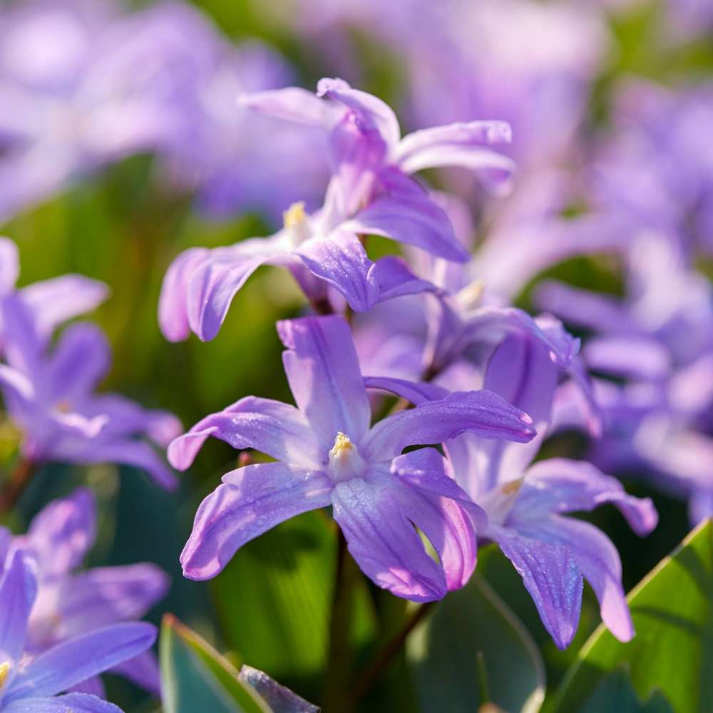 Snepryd 'Violet Beauty'