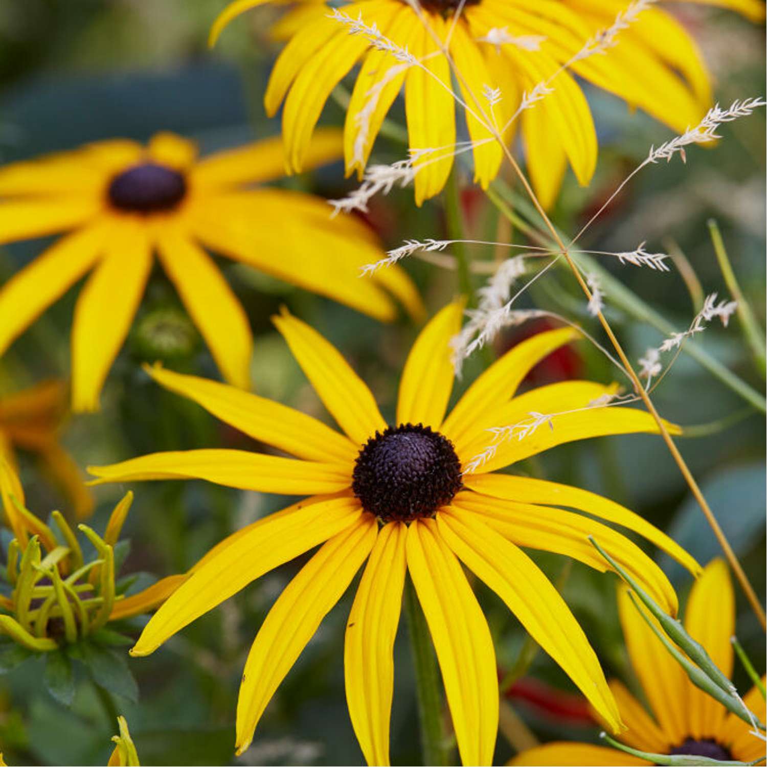 Solhat 'Goldsturm' (Rudbeckia fulgida var. sullivantii)