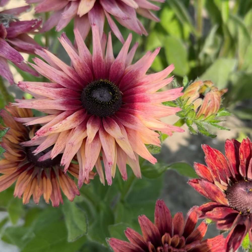 Solhat 'Hirta Sahara' (frø)