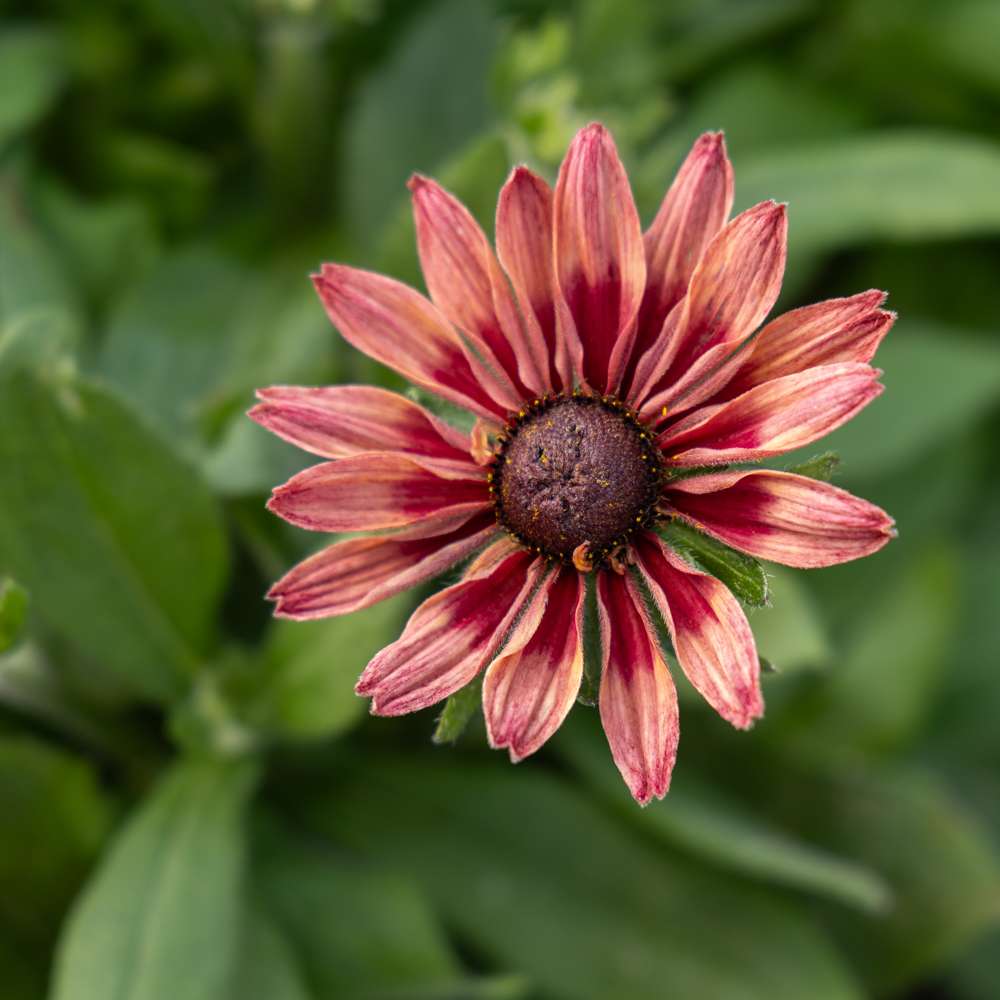 Solhat 'Hirta Sahara' (frø)