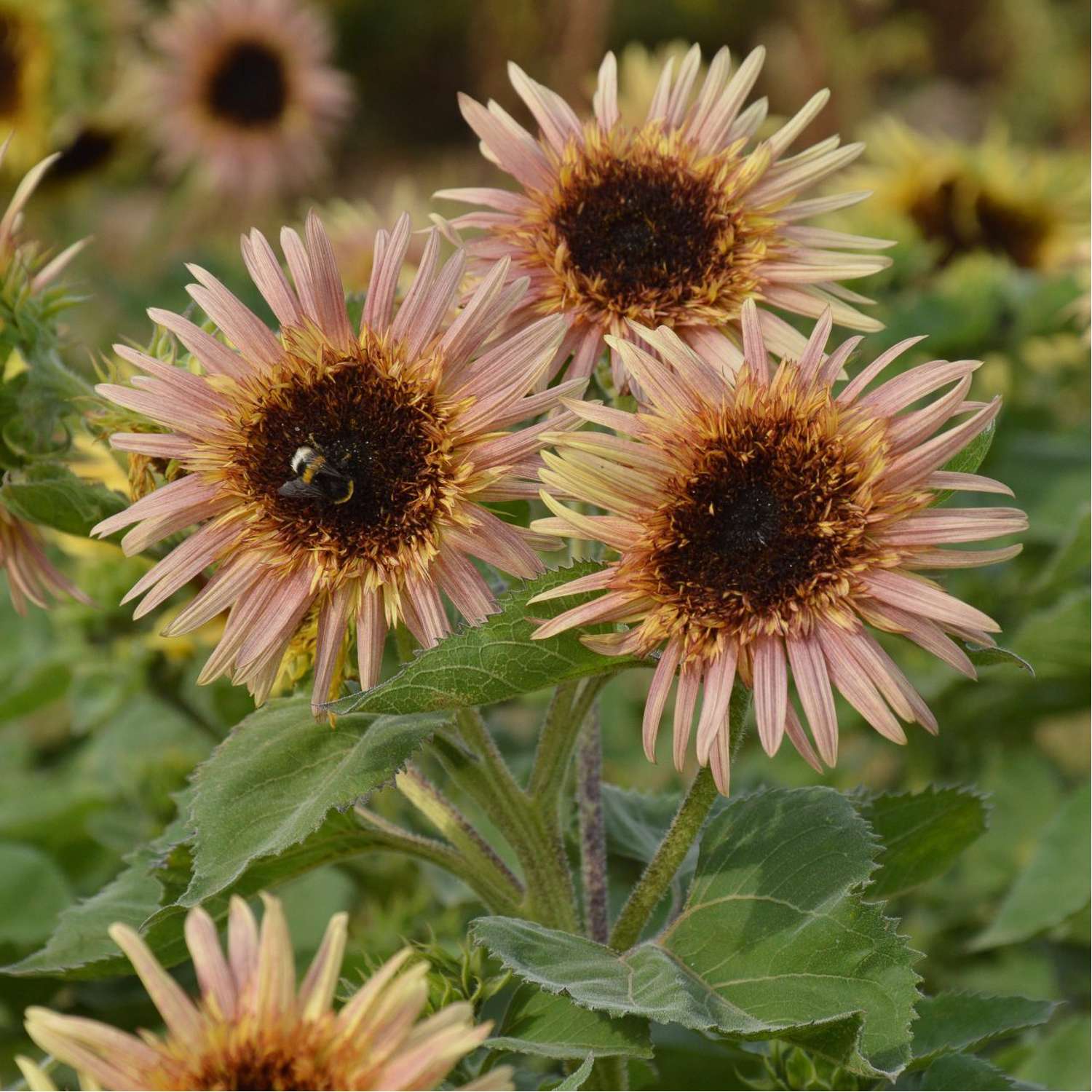 Solsikke 'Astra Rose Cream' (frø)