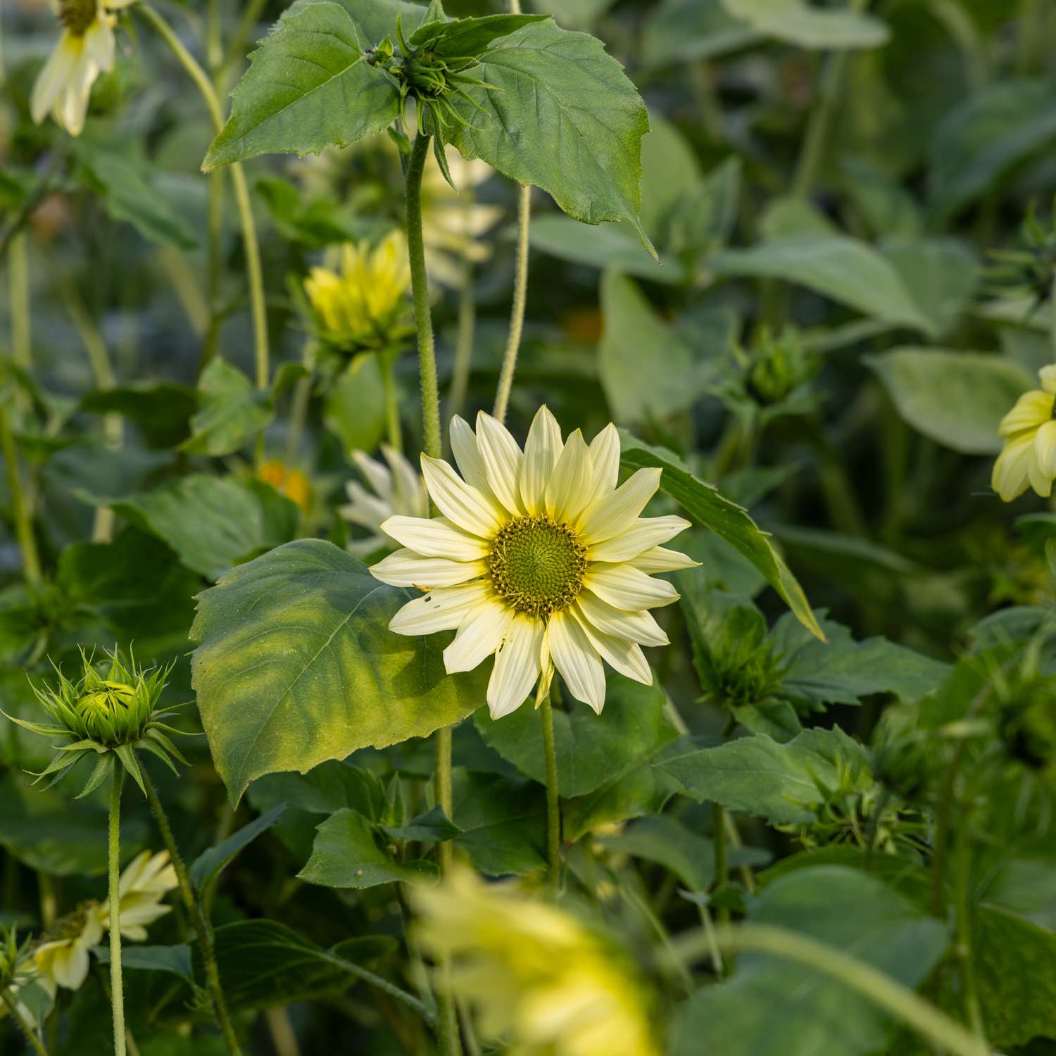 Solsikke 'Italian Green Heart' (frø)