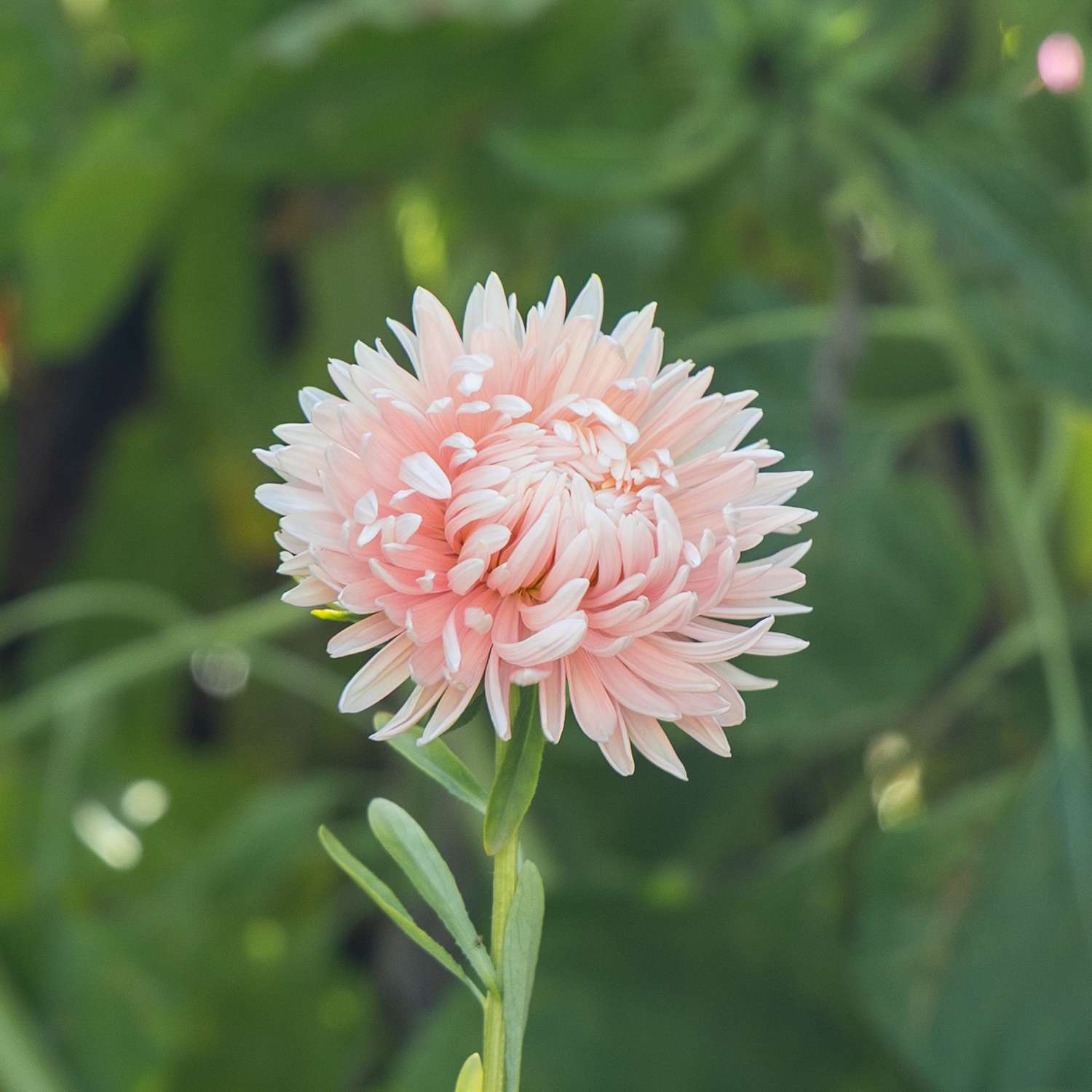 Sommerasters 'King Size Apricot' (frø)