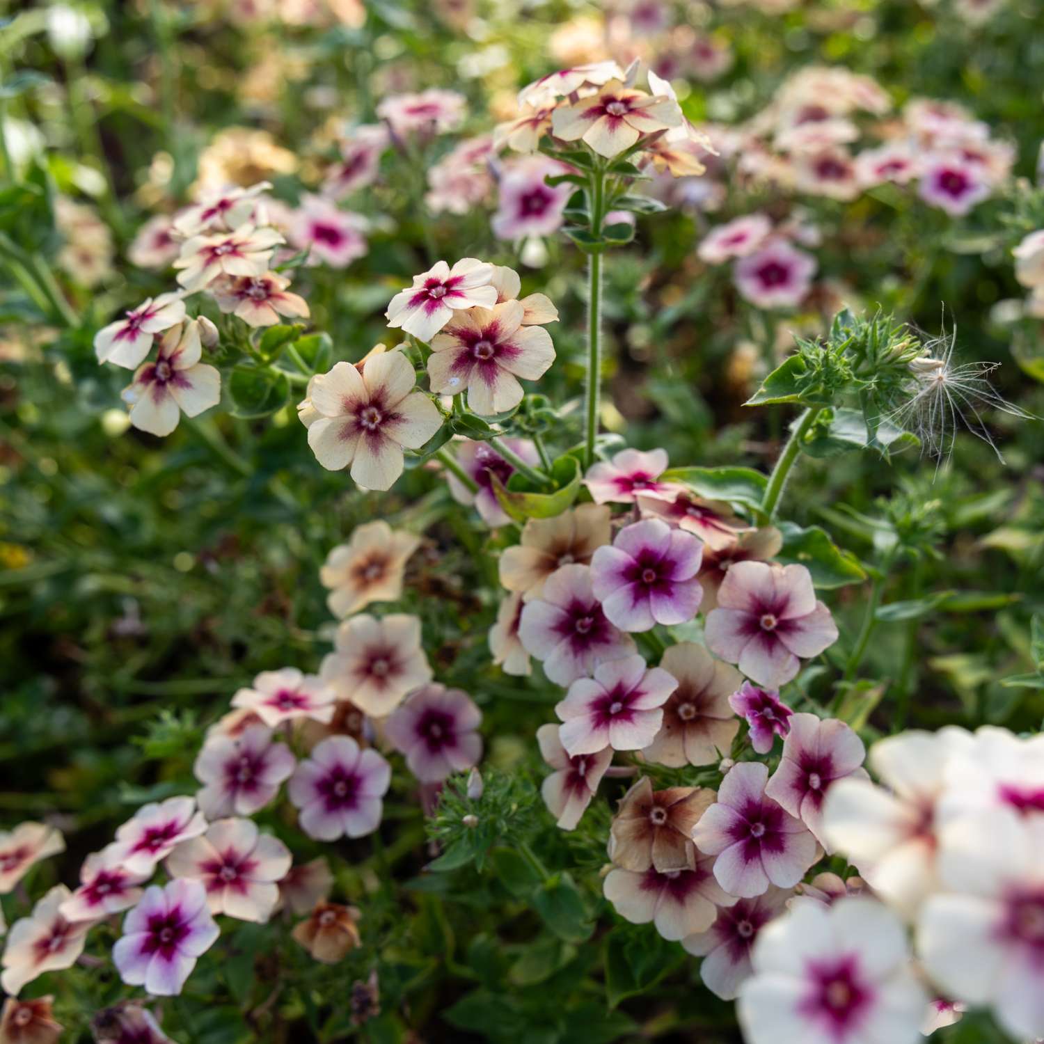 Sommerfloks 'Cherry Caramel' (frø)
