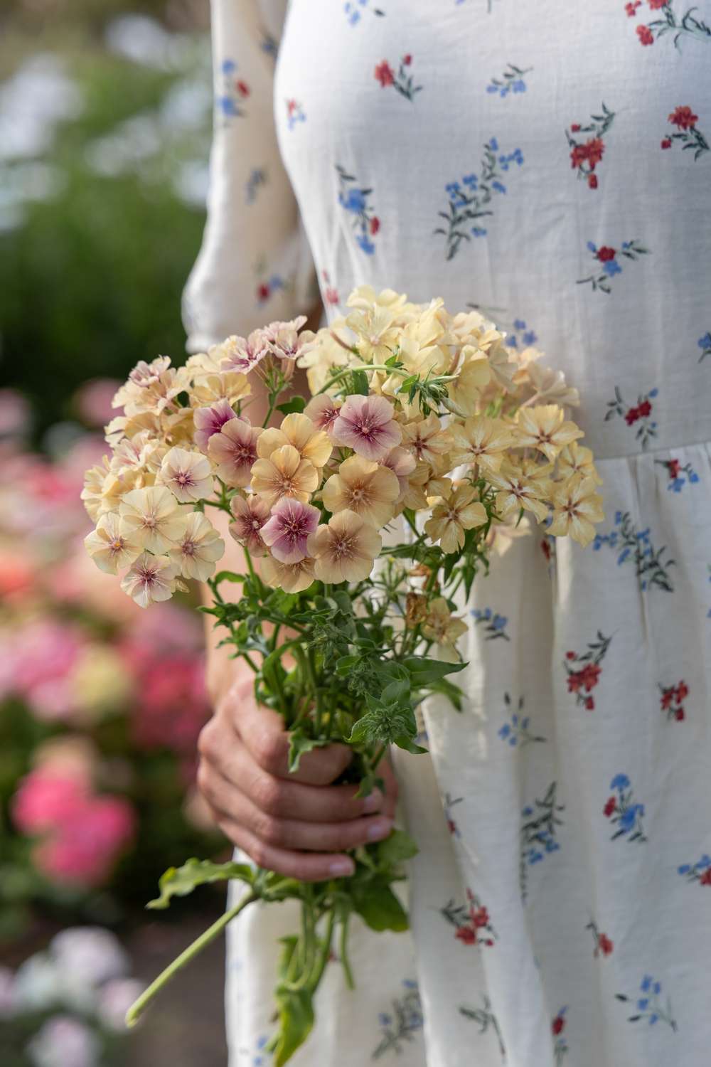 Sommerfloks 'Creme Brulee' (frø)