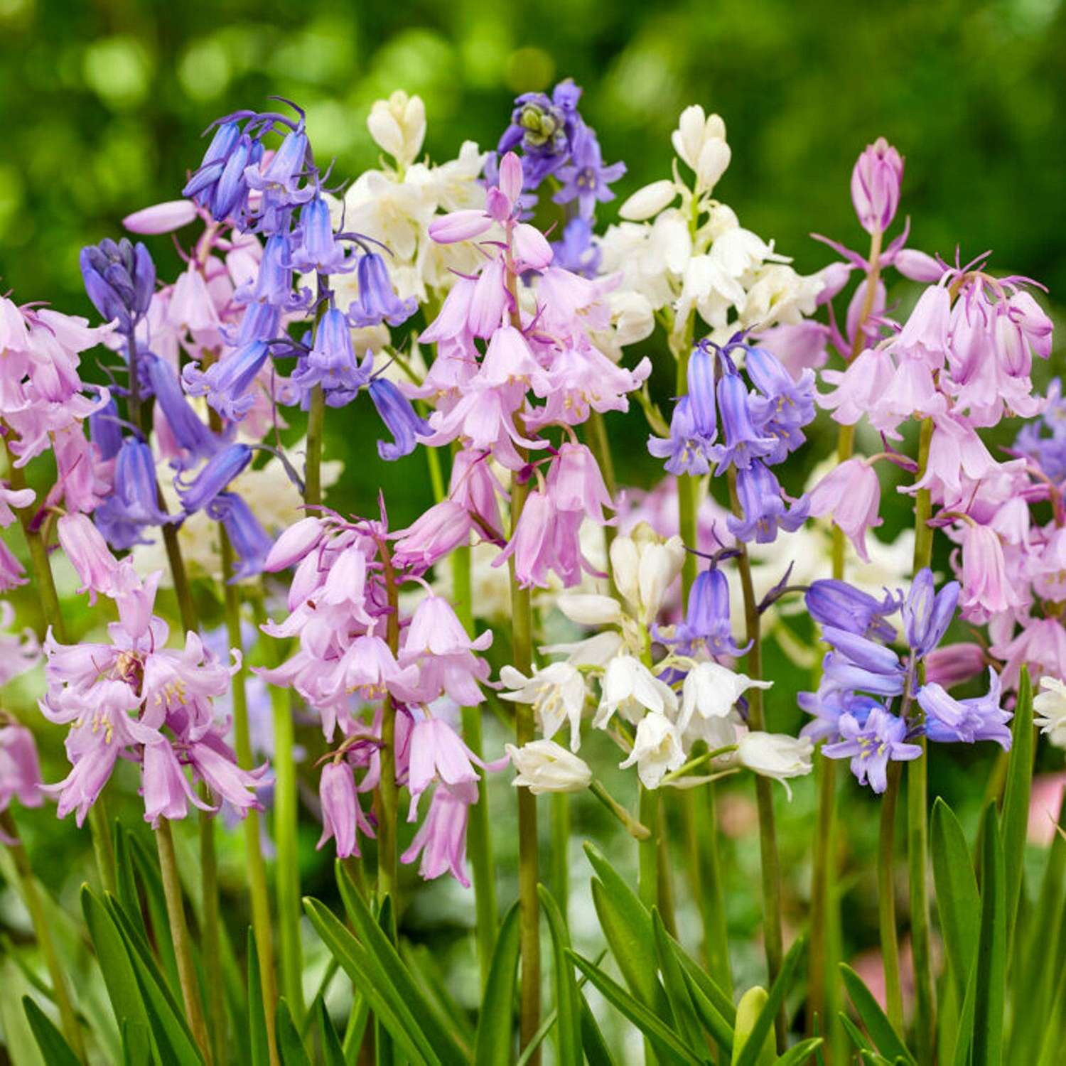 Spansk Scilla Mix