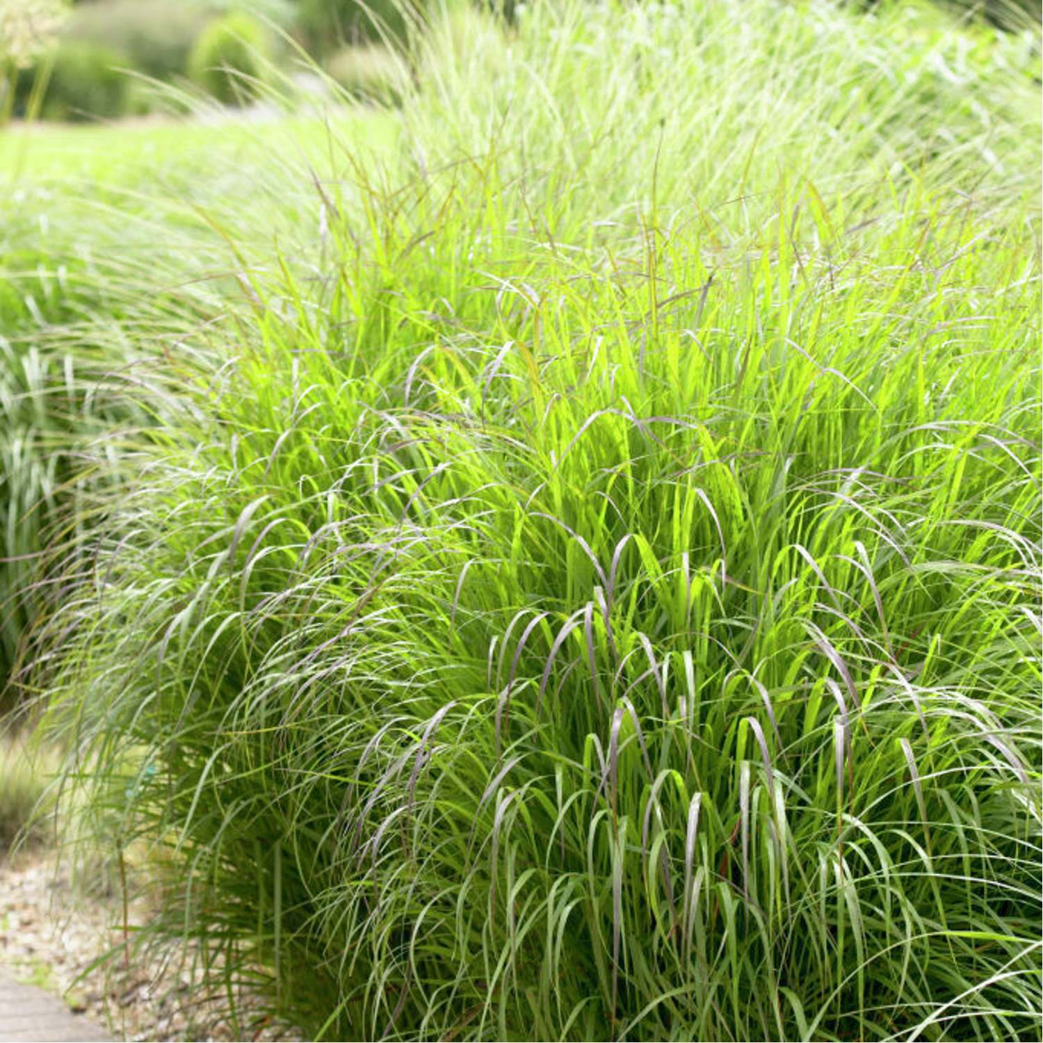 Staudehirse 'Shenandoah' (Panicum virgatum)