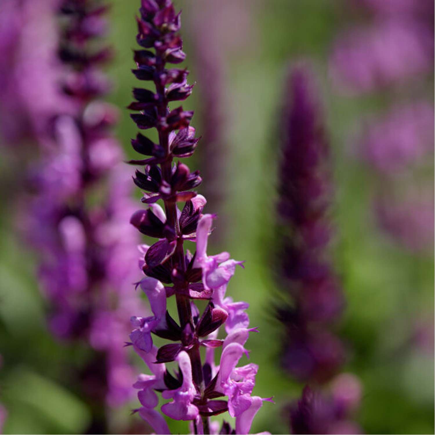Staudesalvie 'Sensation Medium Rose' (Salvia nemorosa)