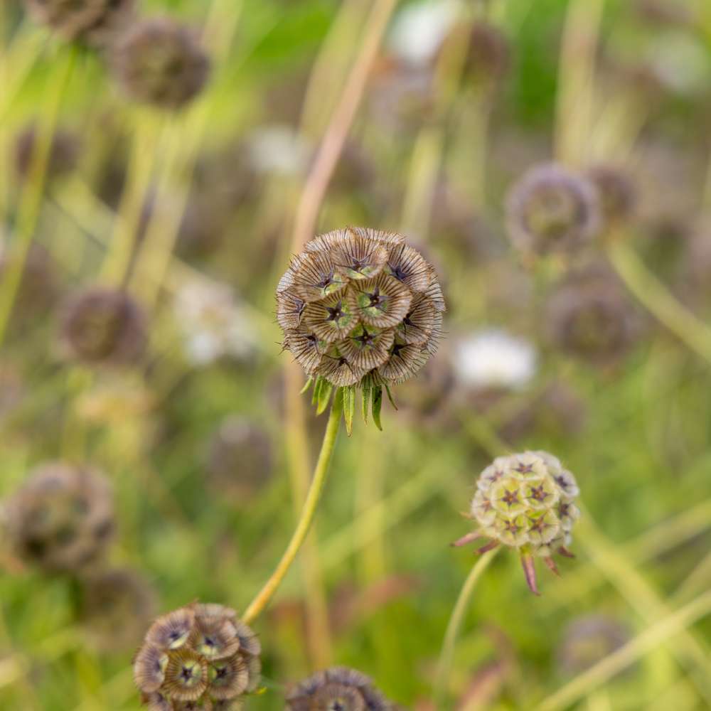 Stjerneskabiose 'Drumsticks' (frø)