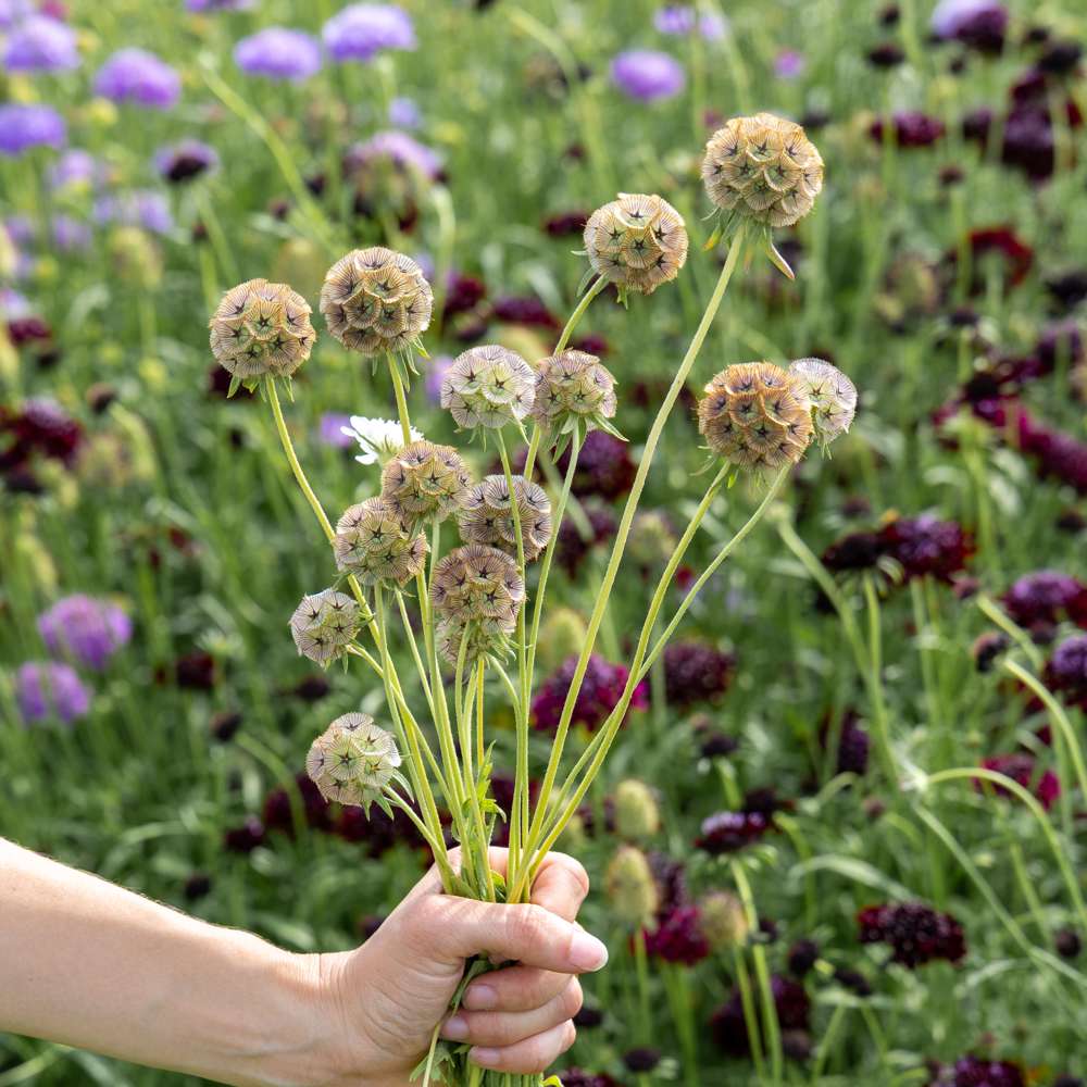 Stjerneskabiose 'Drumsticks' (frø)