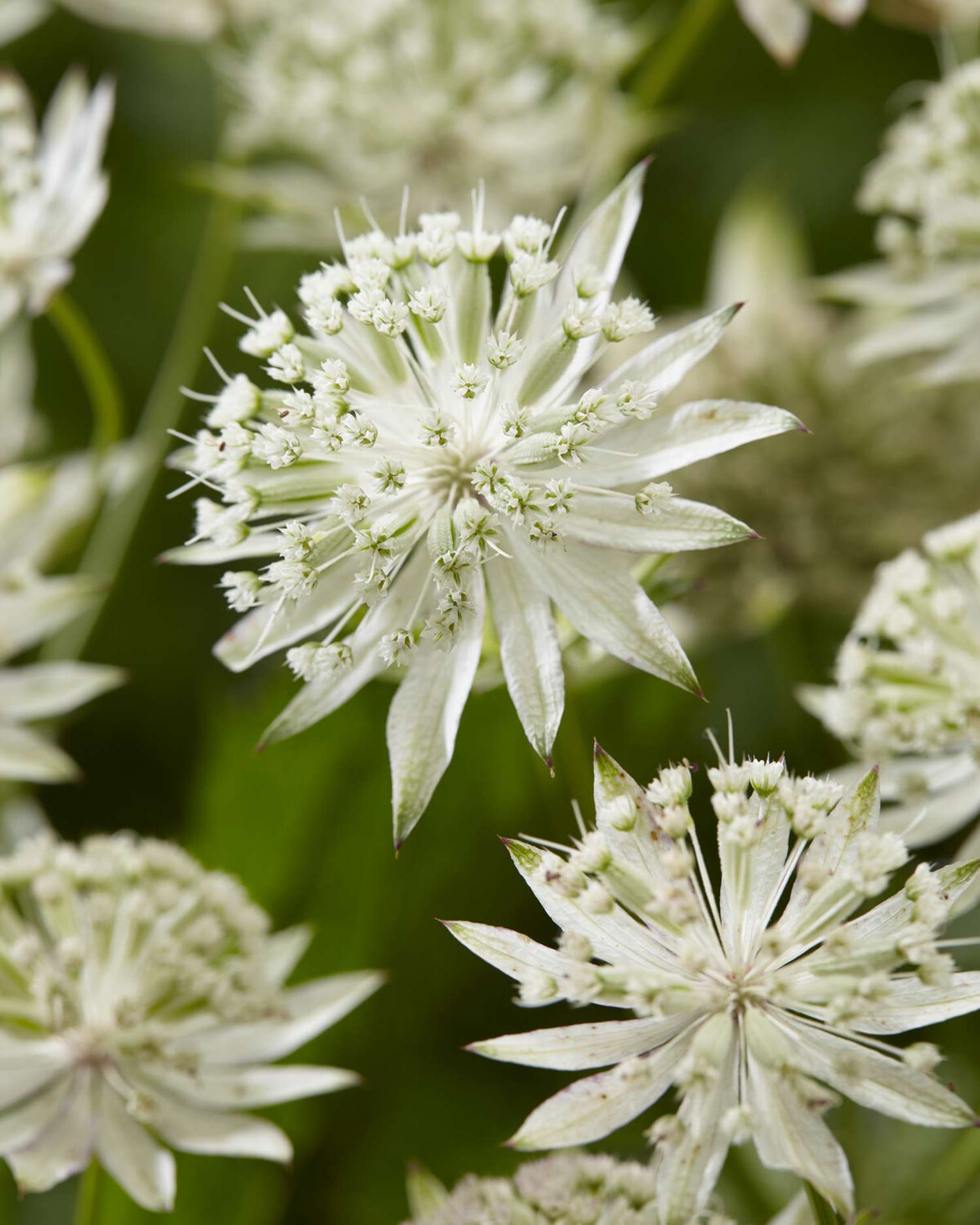 Stjerneskærm 'Sparkling Stars White'