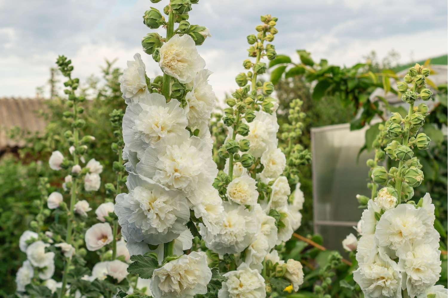 Stokrose 'Chater’s Double White'