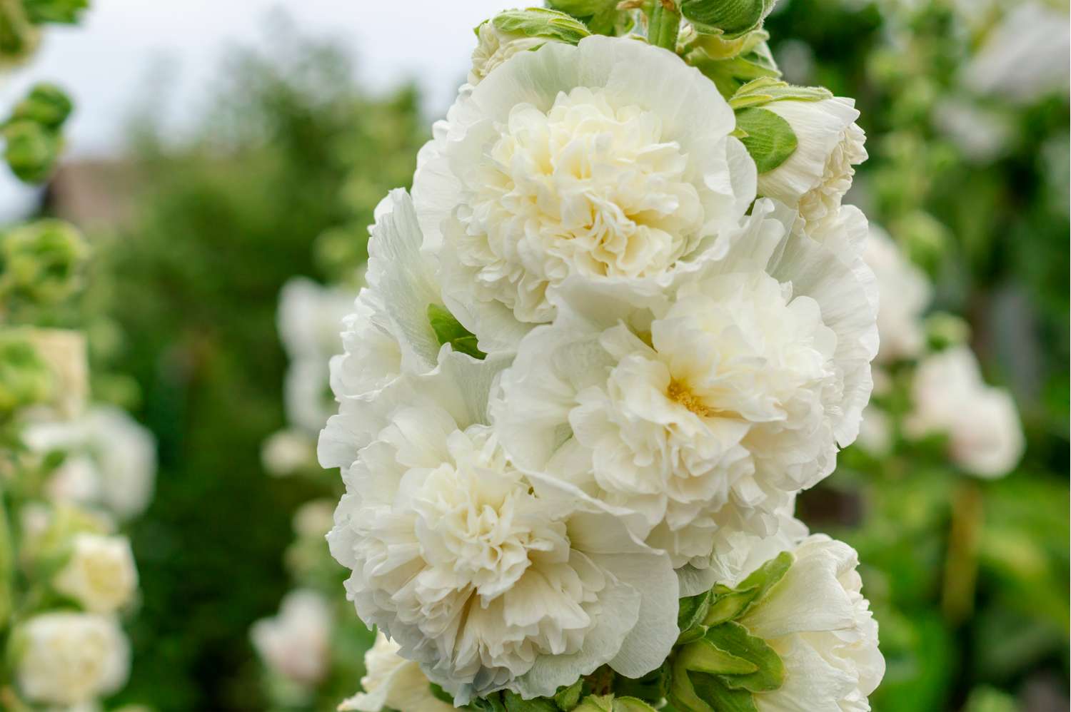 Stokrose 'Chater’s Double White'