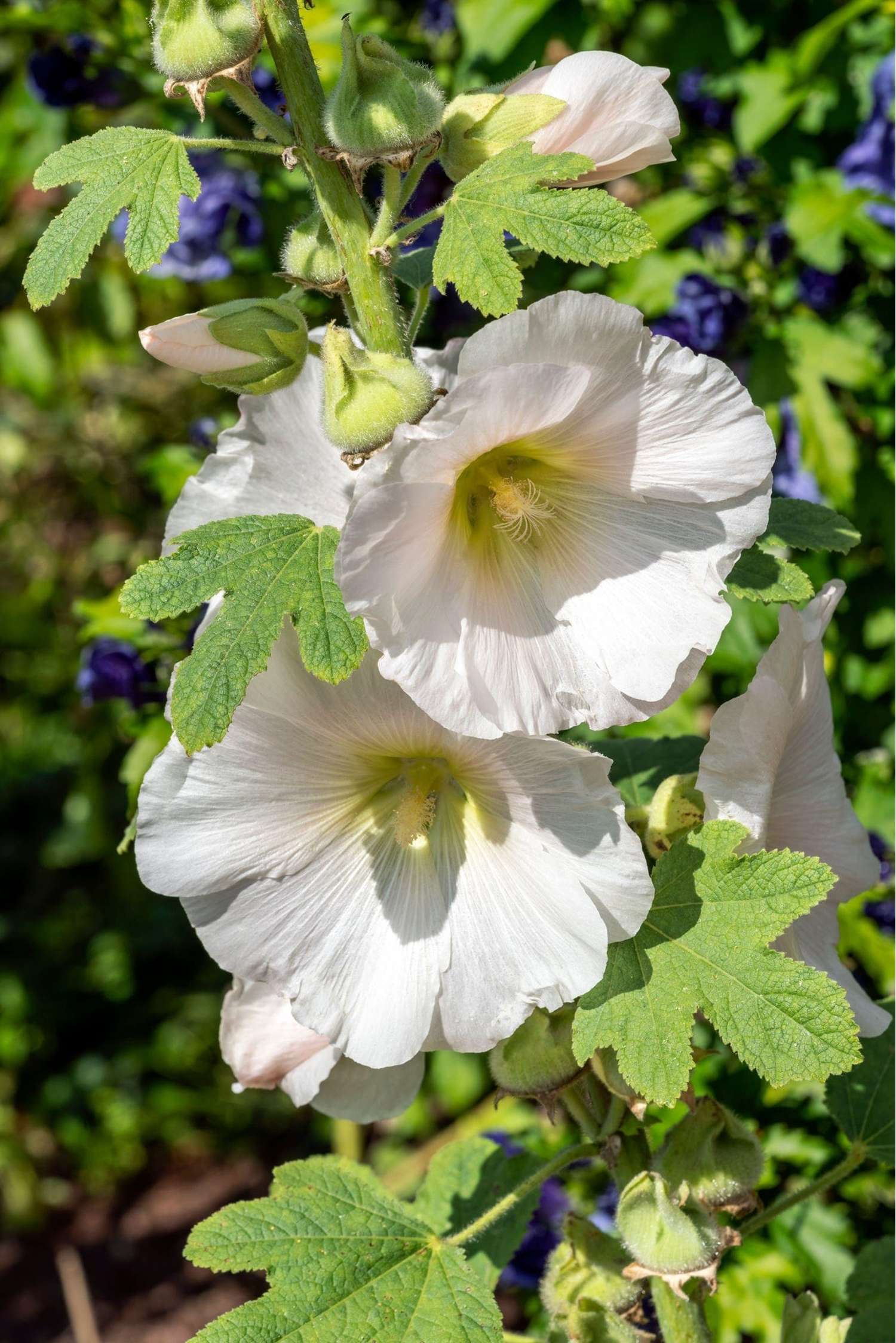 Stokrose 'White'