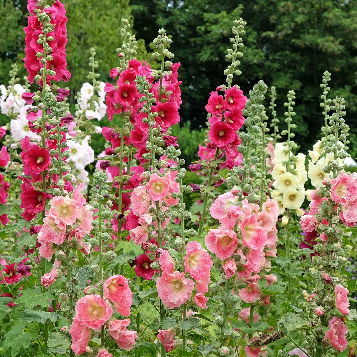 Stokrose 'Mix Single' (frø)