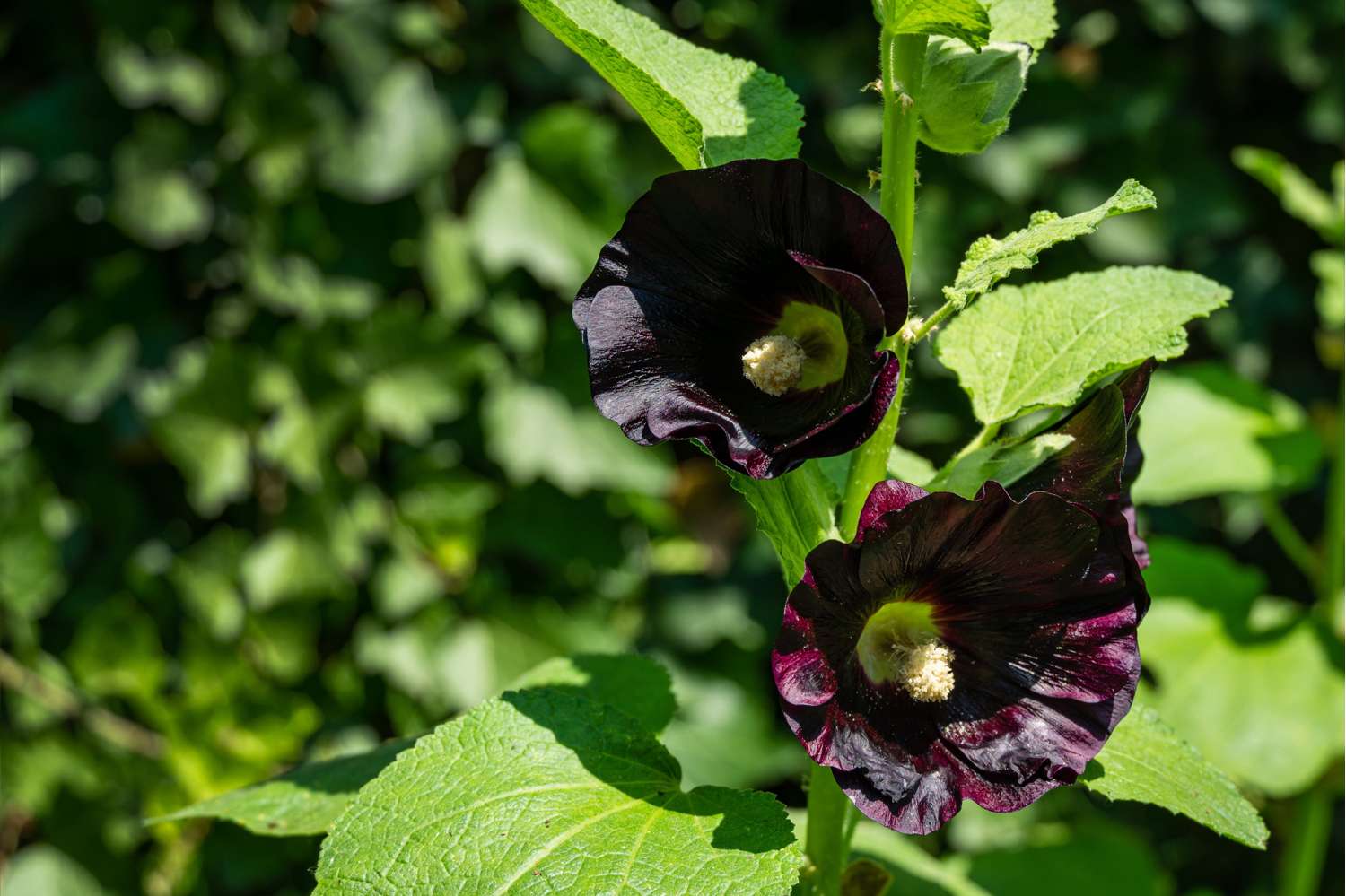 Stokrose 'Nigra'