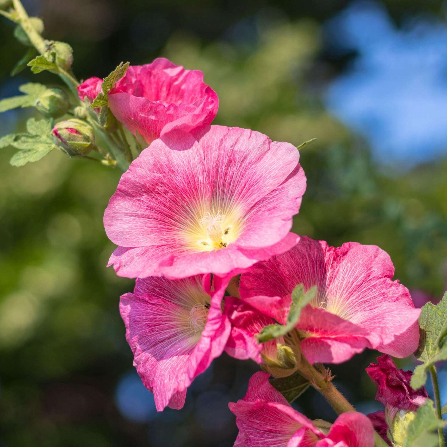 Stokrose 'Red'
