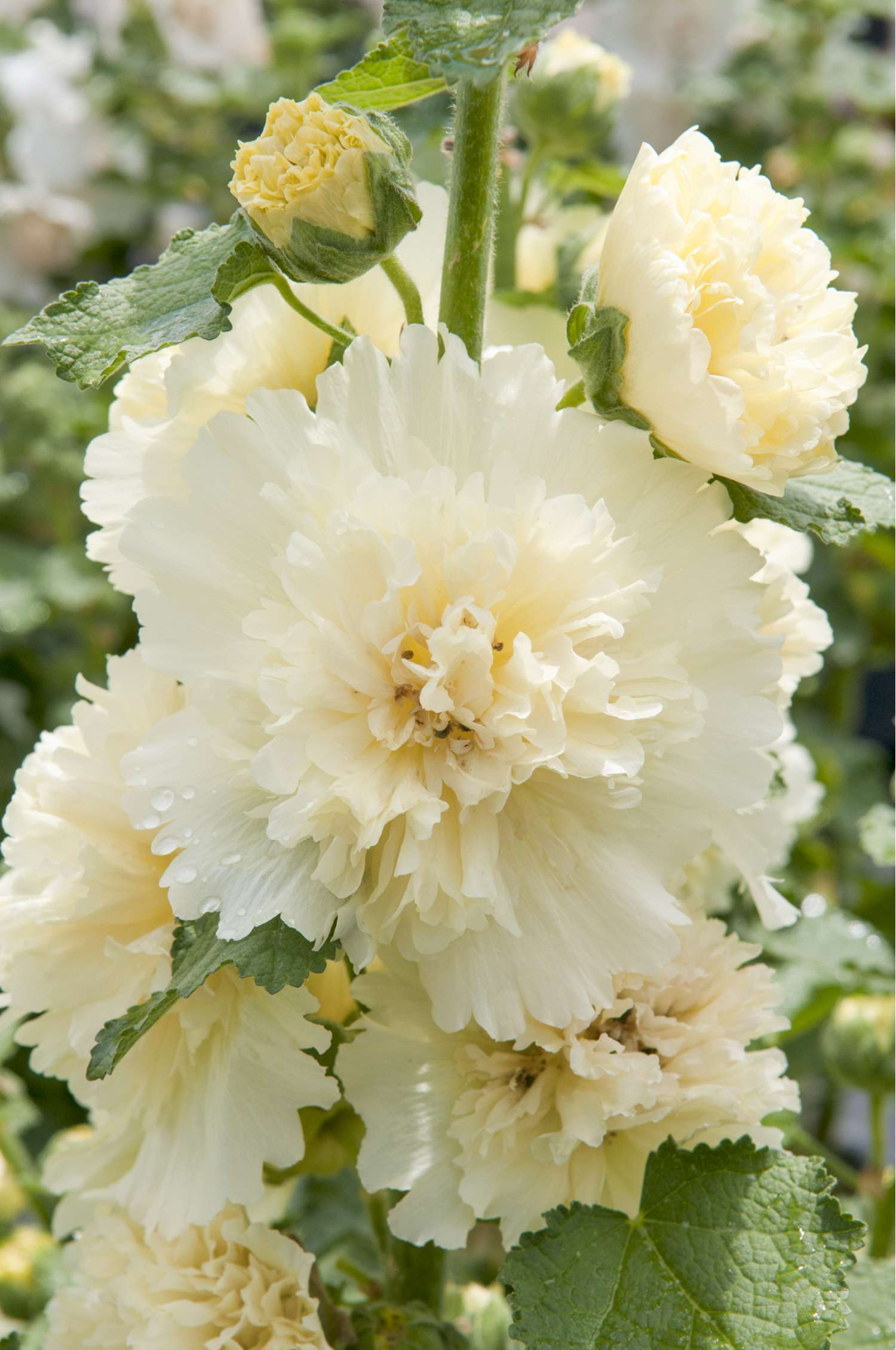 Stokrose 'Spring Celebrities Lemon'
