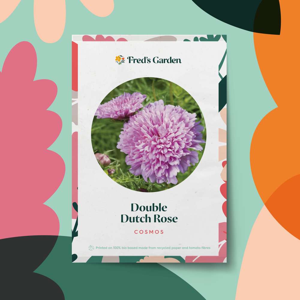 Cosmos 'Double Dutch Rose' (frø)