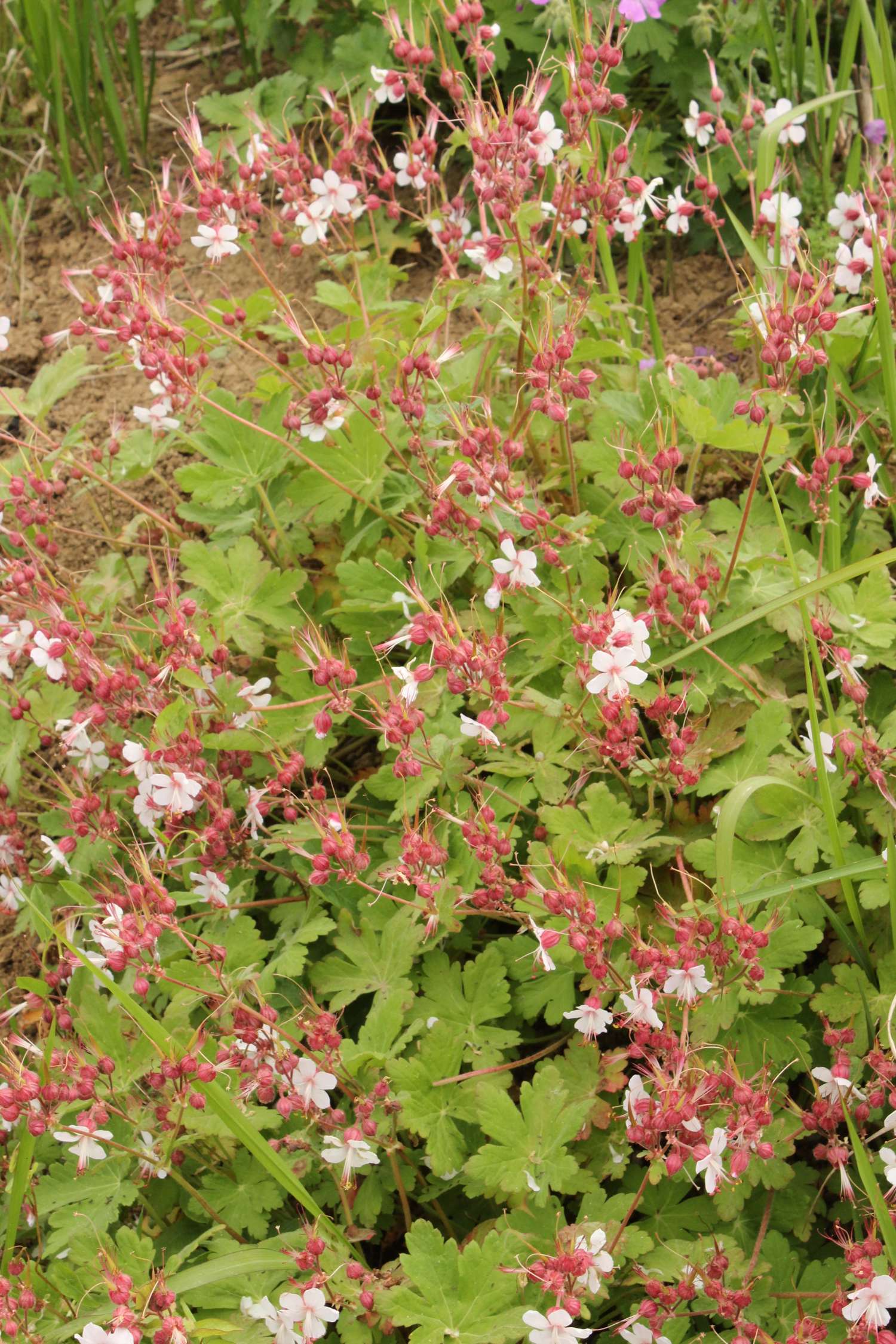 Storkenæb 'Spessart' (Geranium macrorrhizum)