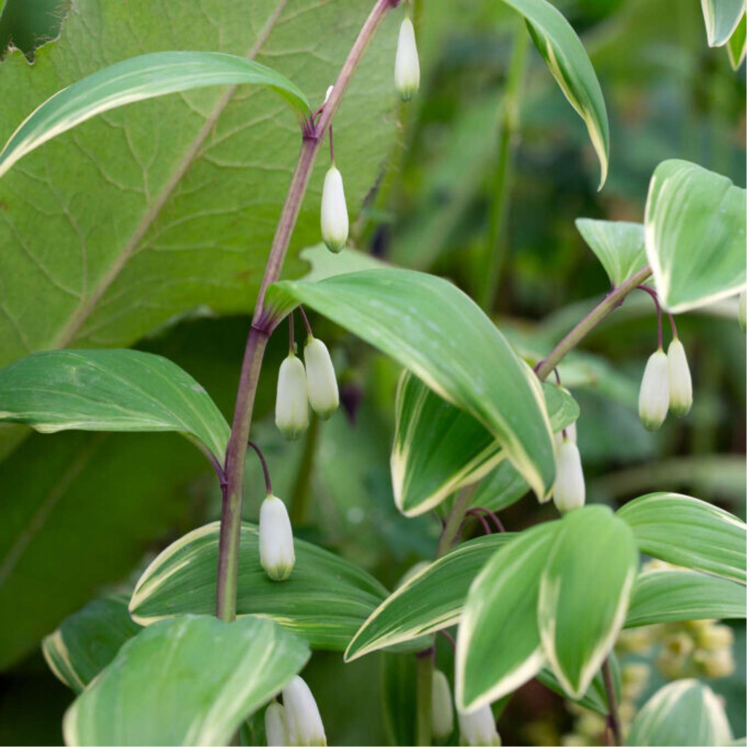Storkonval (Polygonatum multiflorum)