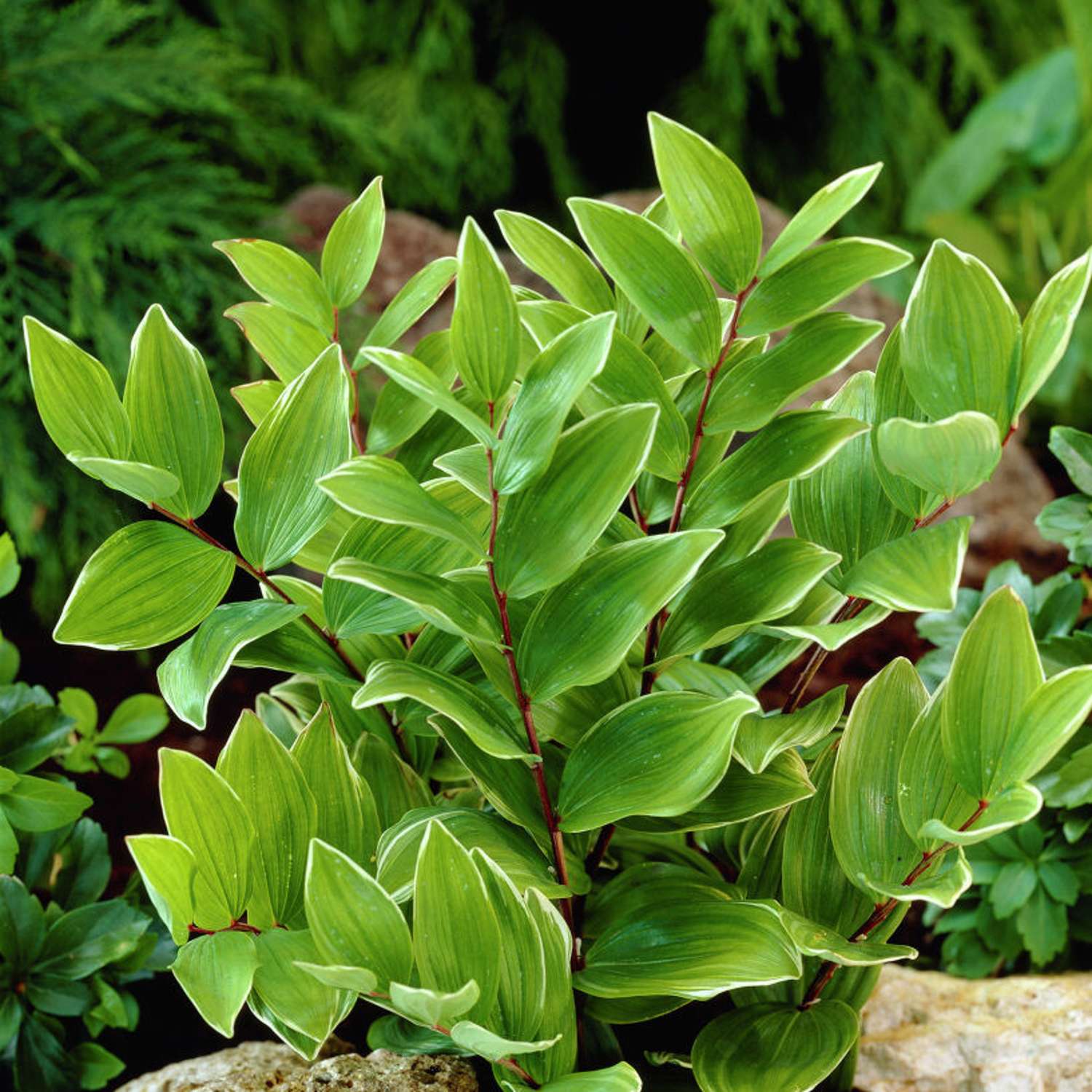 Storkonval (Polygonatum multiflorum)