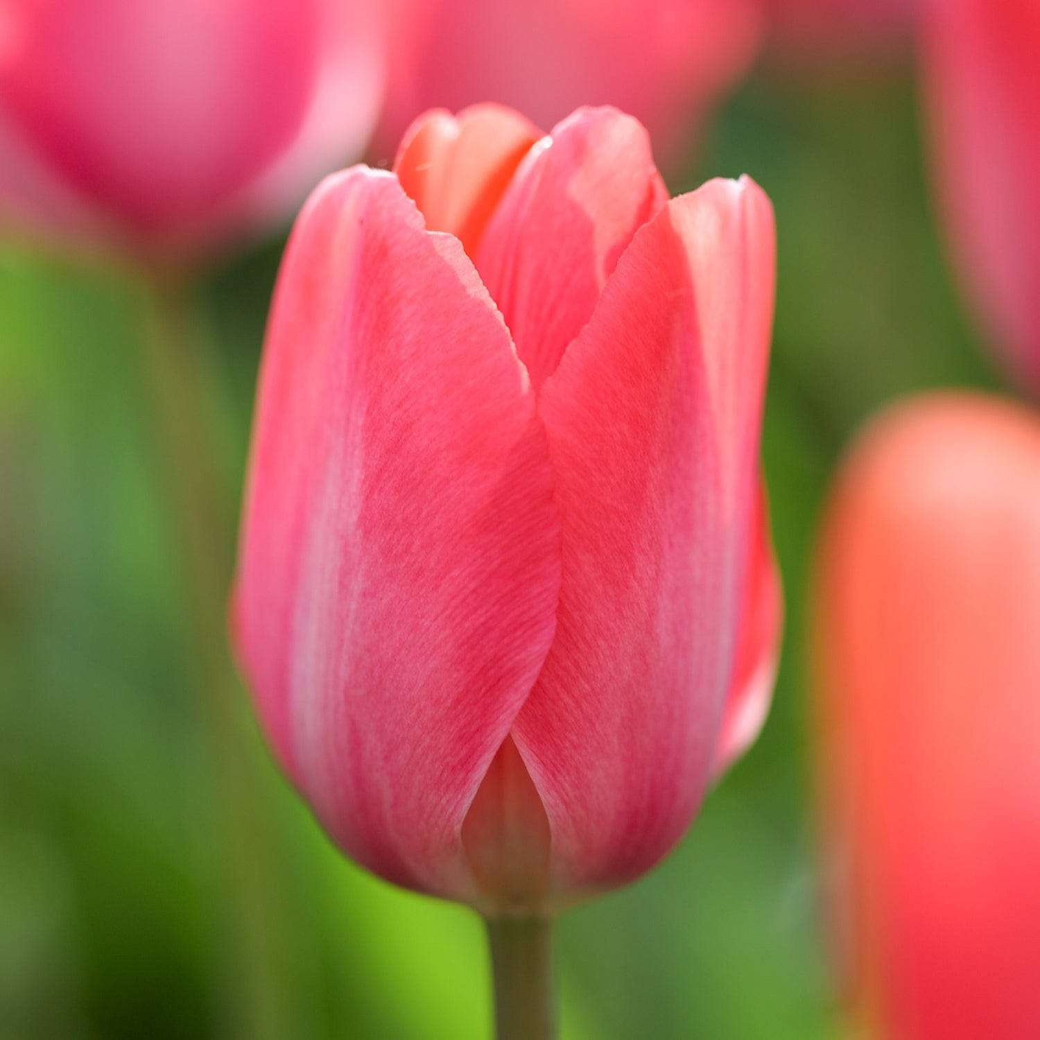 Tulipanblanding 'Strawberry Snowfall'
