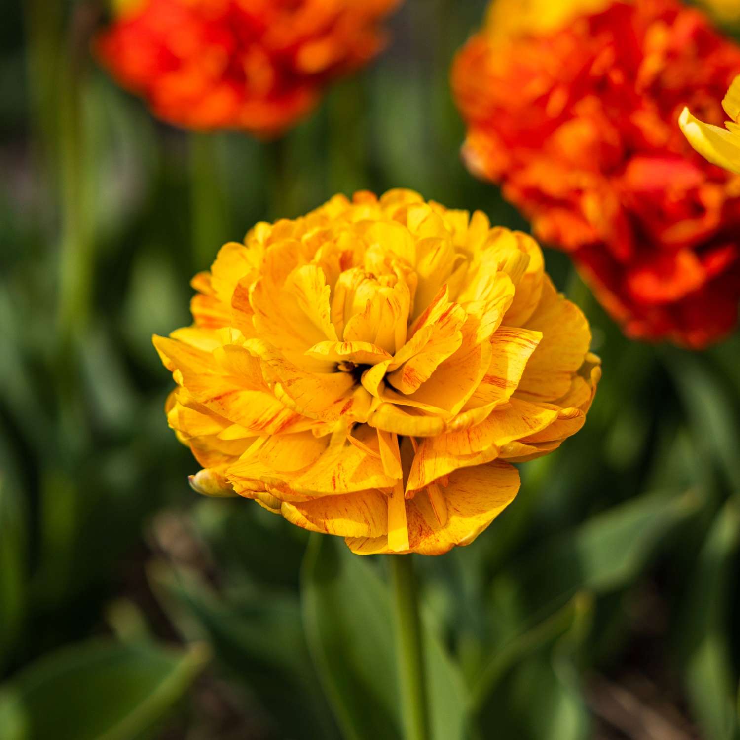 Tulipan 'Sun Lover'