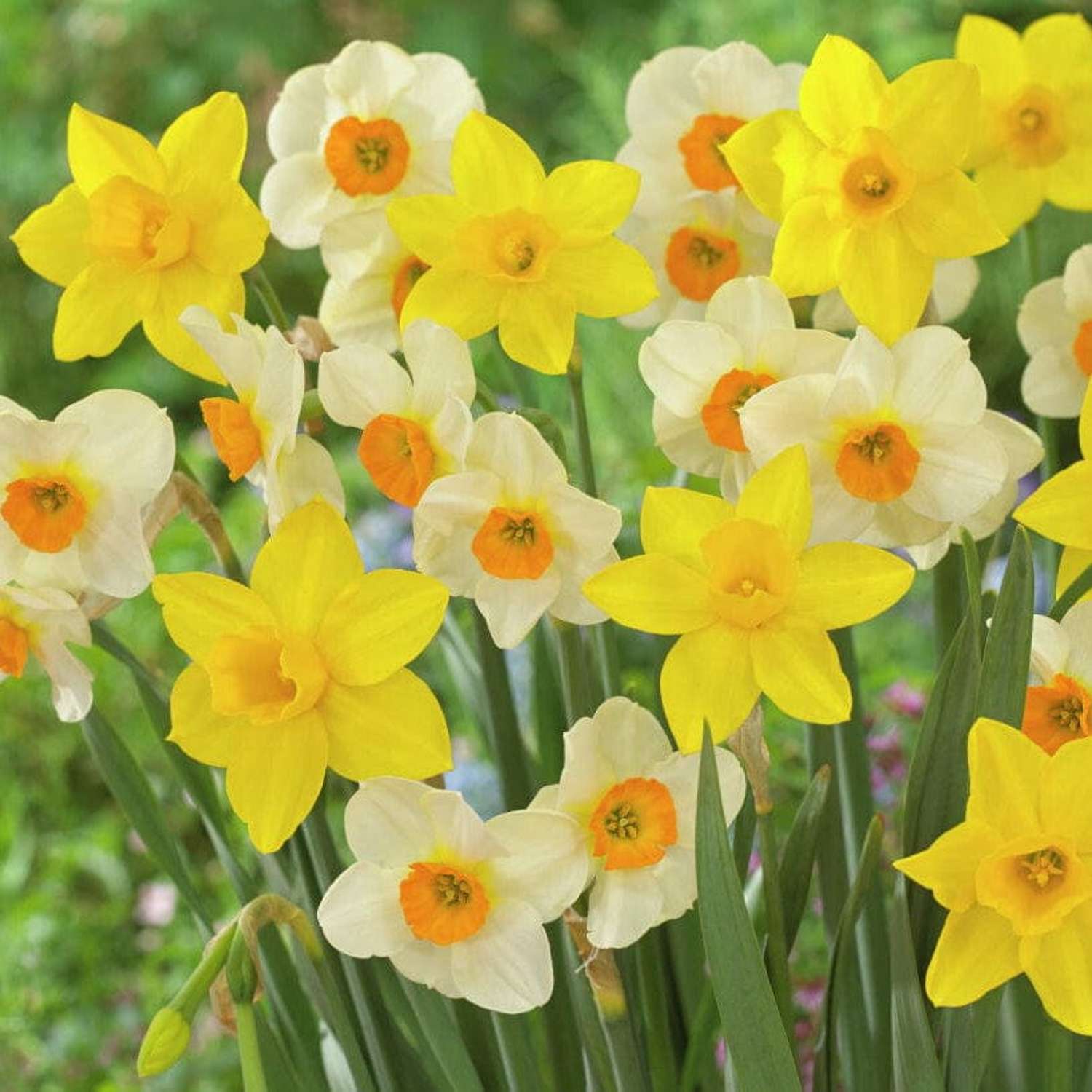 Narcissusblanding 'Sweet Flower'