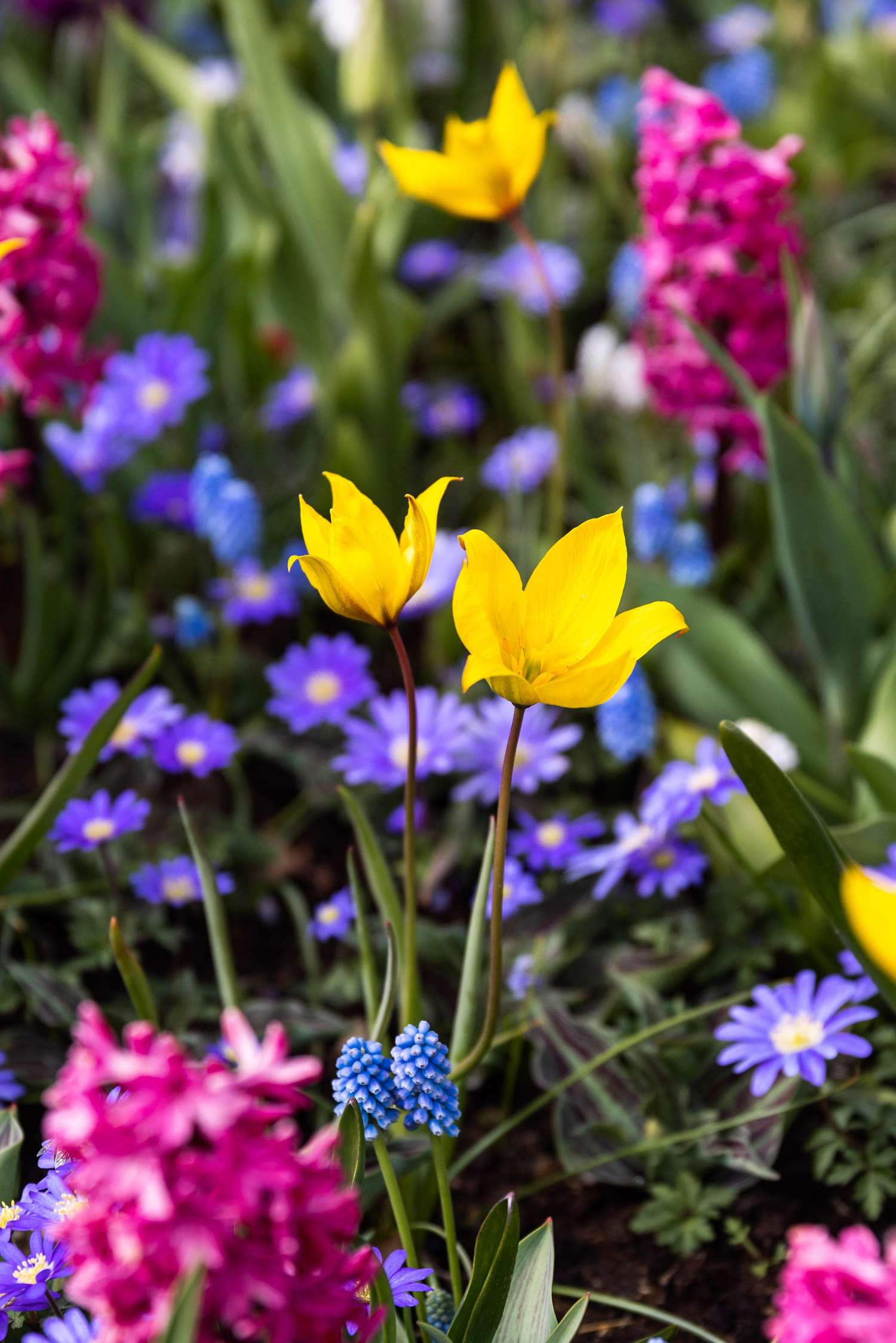 Botanisk Tulipan 'Sylvestris'