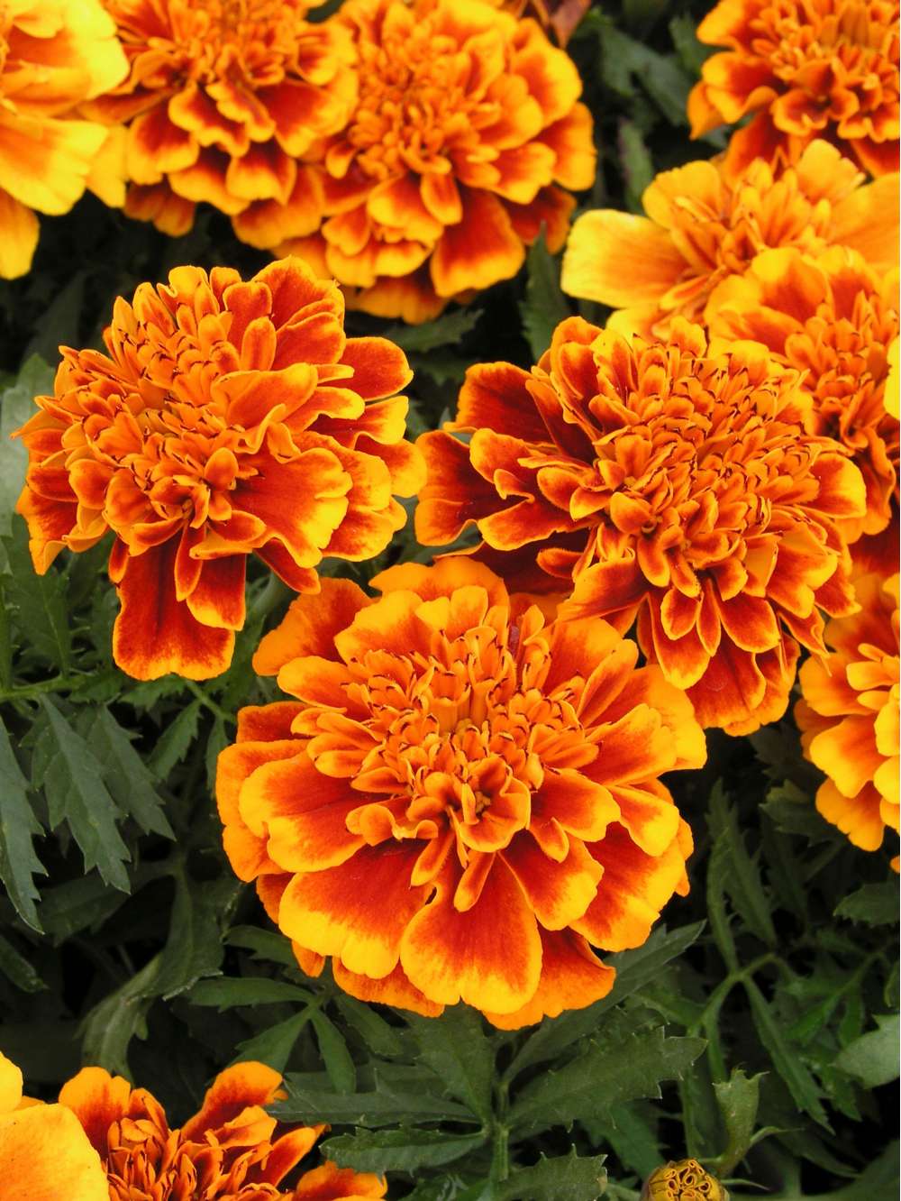 Tagetes 'French Marigold Orange Flame' (frø)