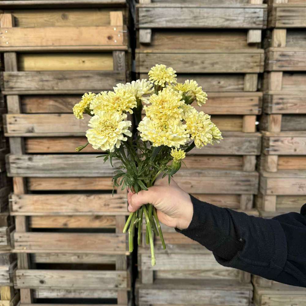 Tagetes 'Sugar and Spice White' (frø)