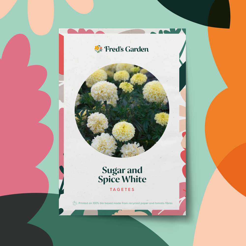 Tagetes 'Sugar and Spice White' (frø)
