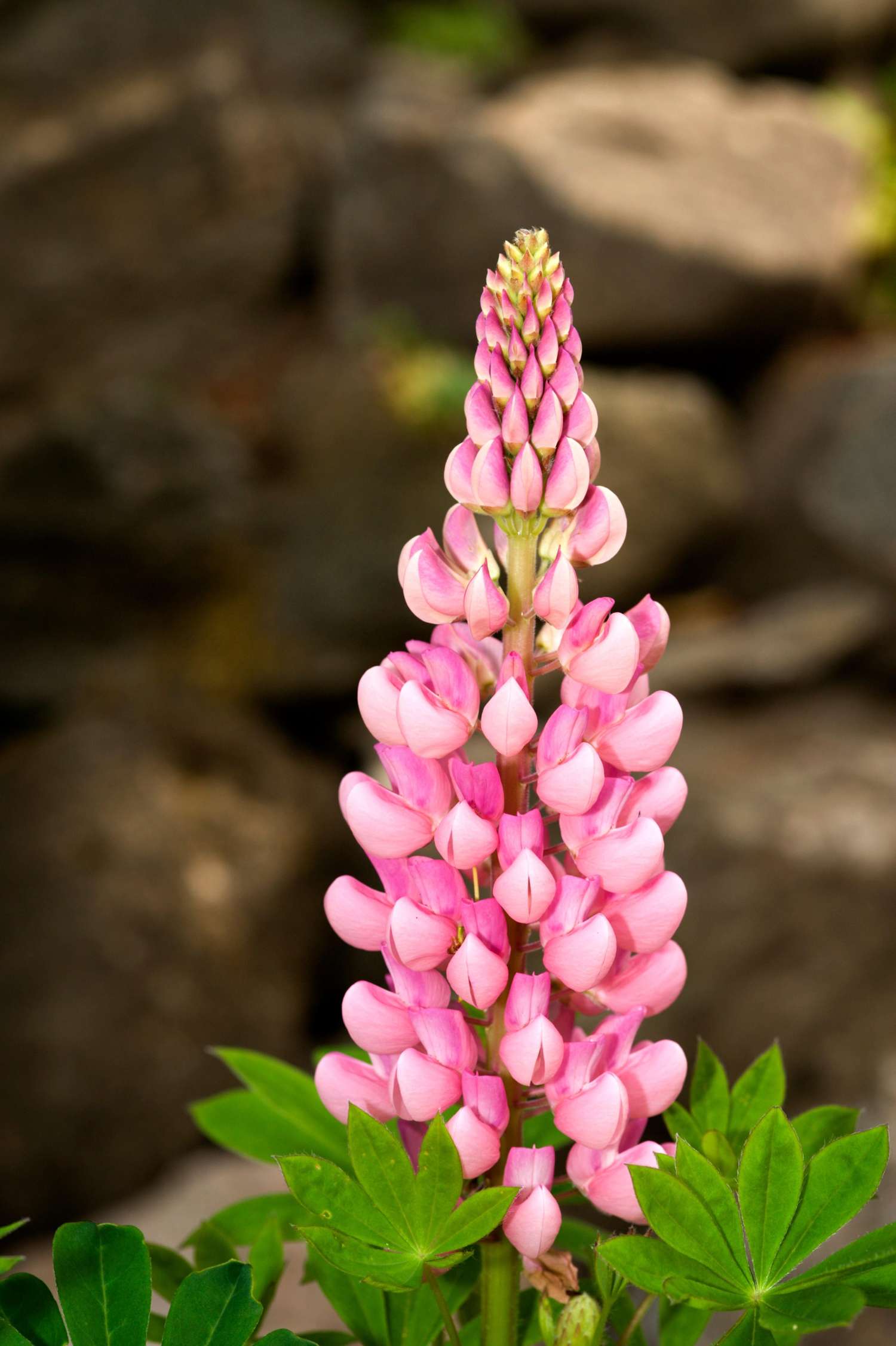 Lupin 'The Chatelaine' (pink)