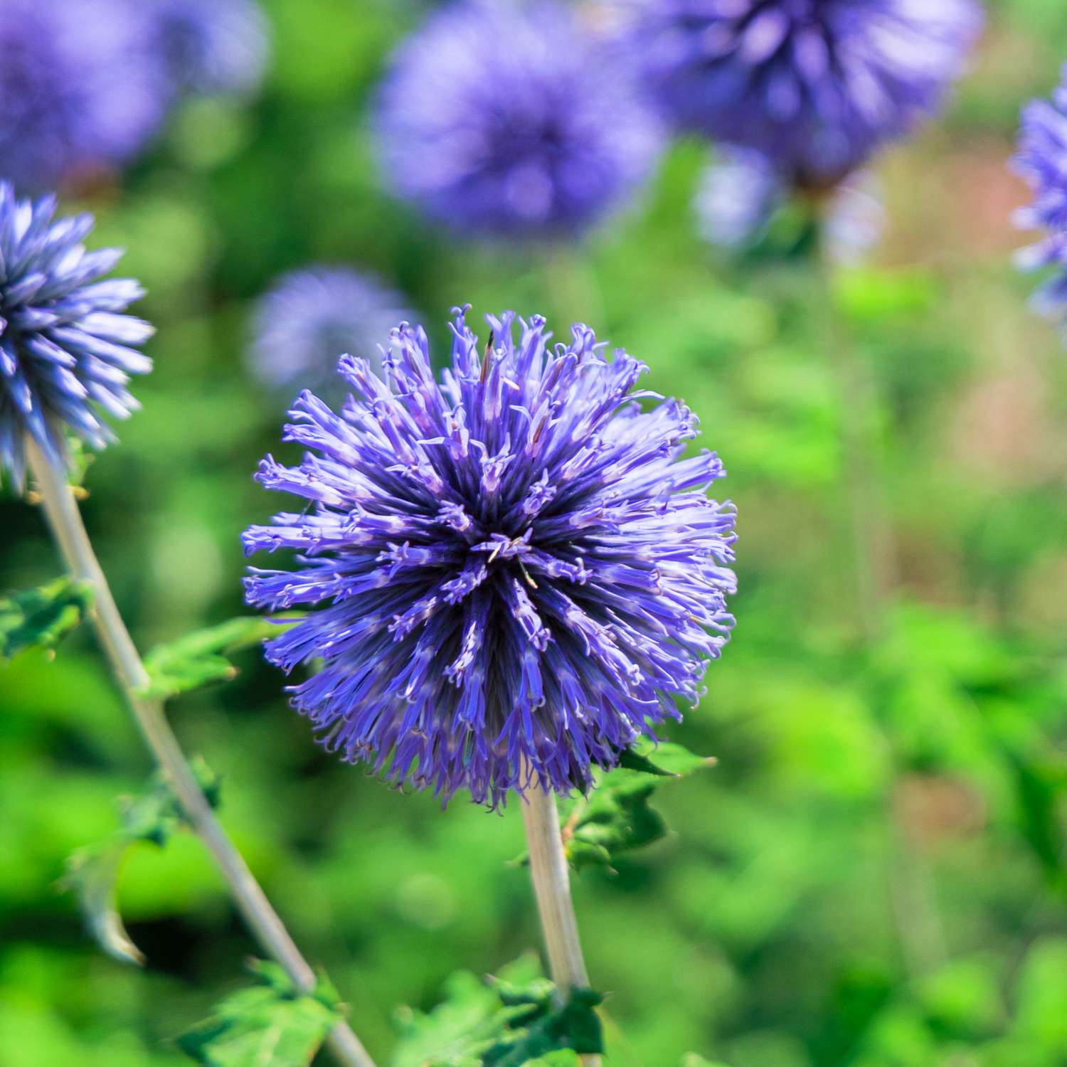 Tidselkugle 'Blue Glow'
