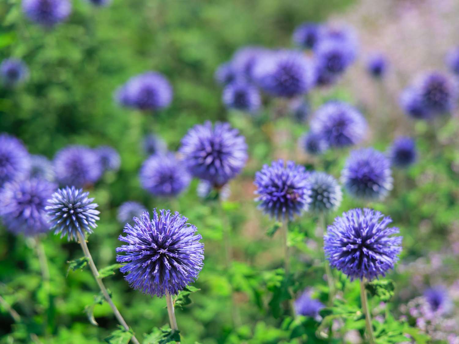 Tidselkugle 'Blue Glow'