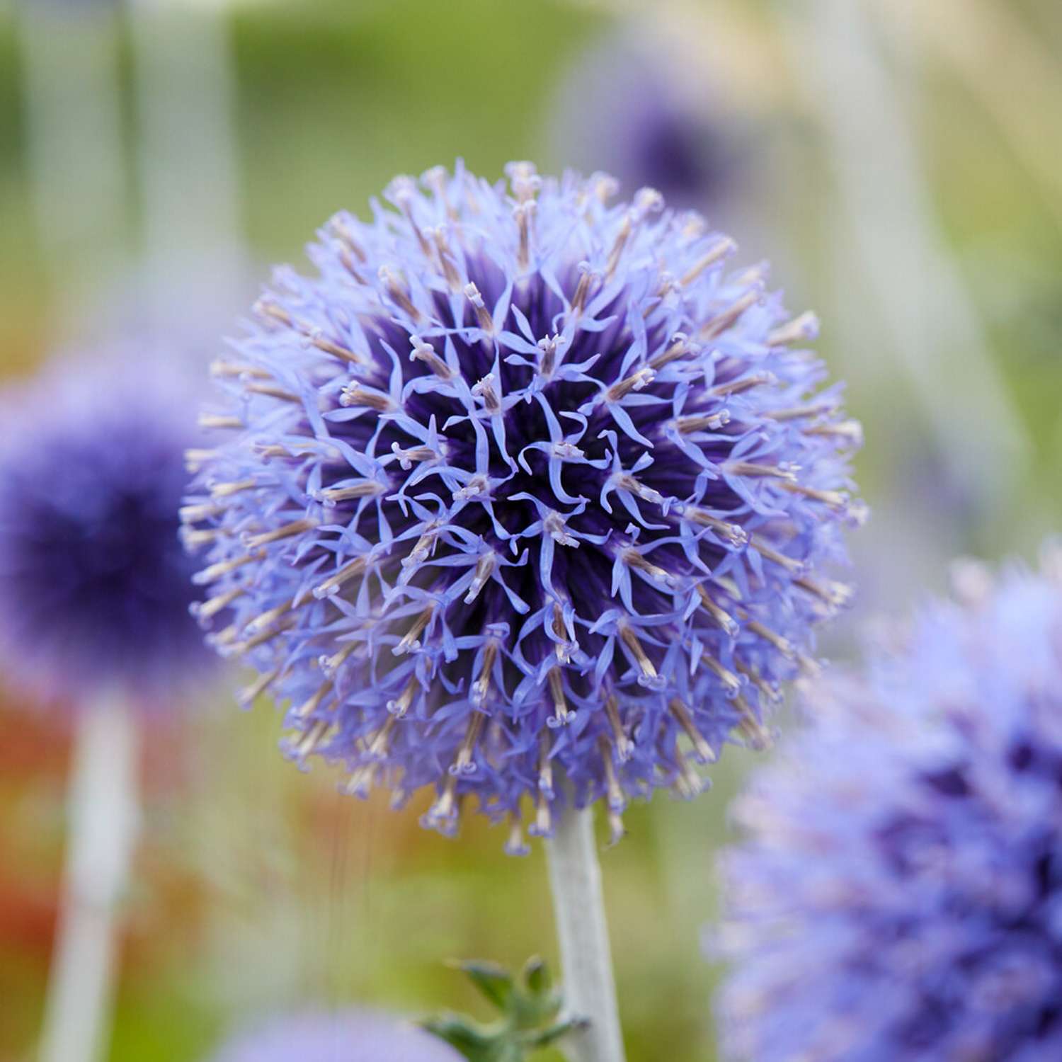 Tidselkugle 'Veitch's Blue' (Echinops ritro)