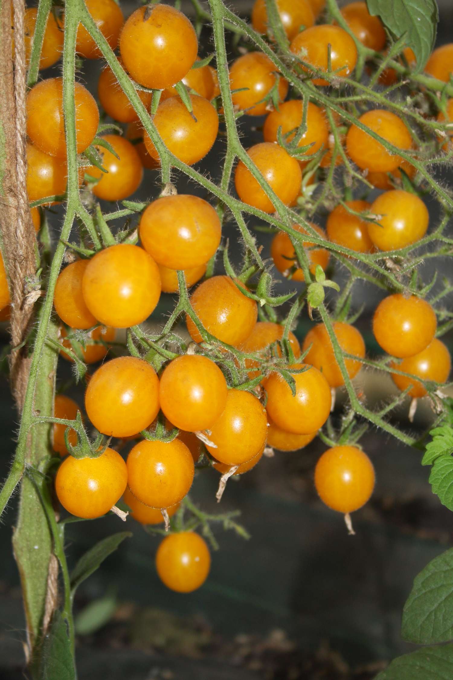Tomat 'Clementine' (ØKO frø)