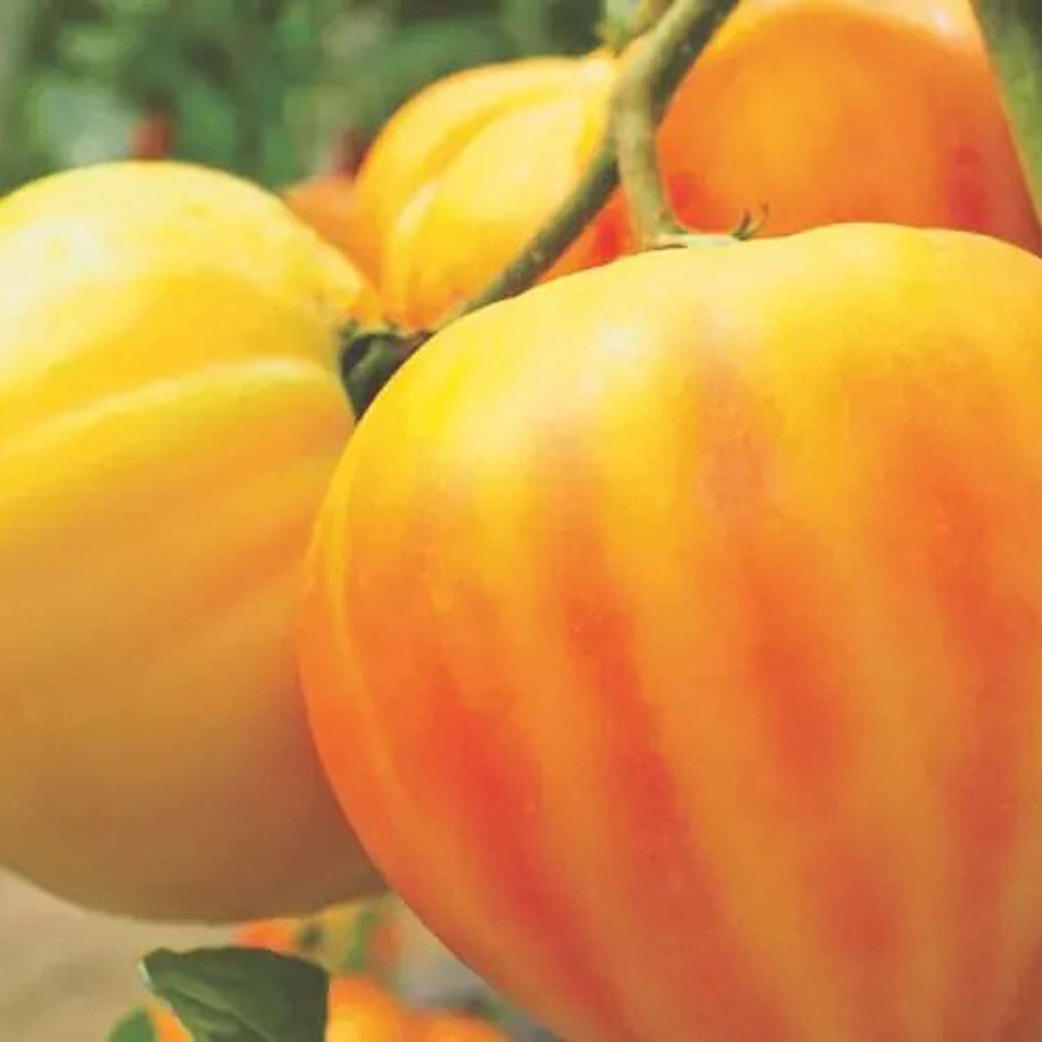 Tomat 'GOURMANSUN F1' (frø)