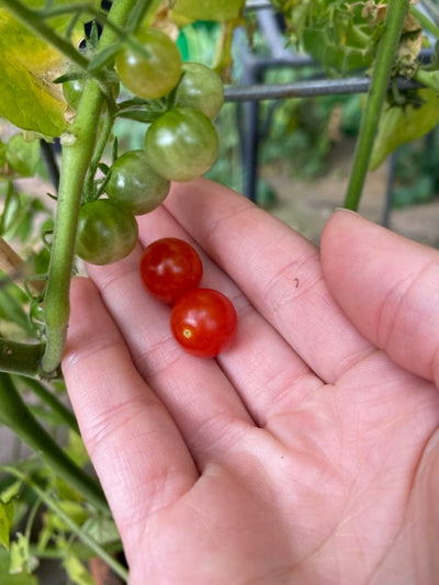 Tomat, Ribs-,  'Vild tomat'