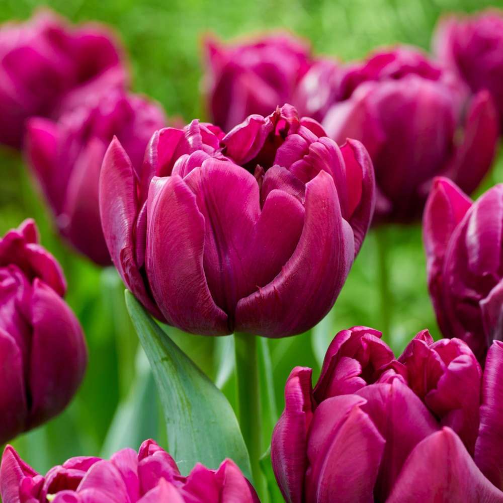 Tulipan 'Alison Bradley'